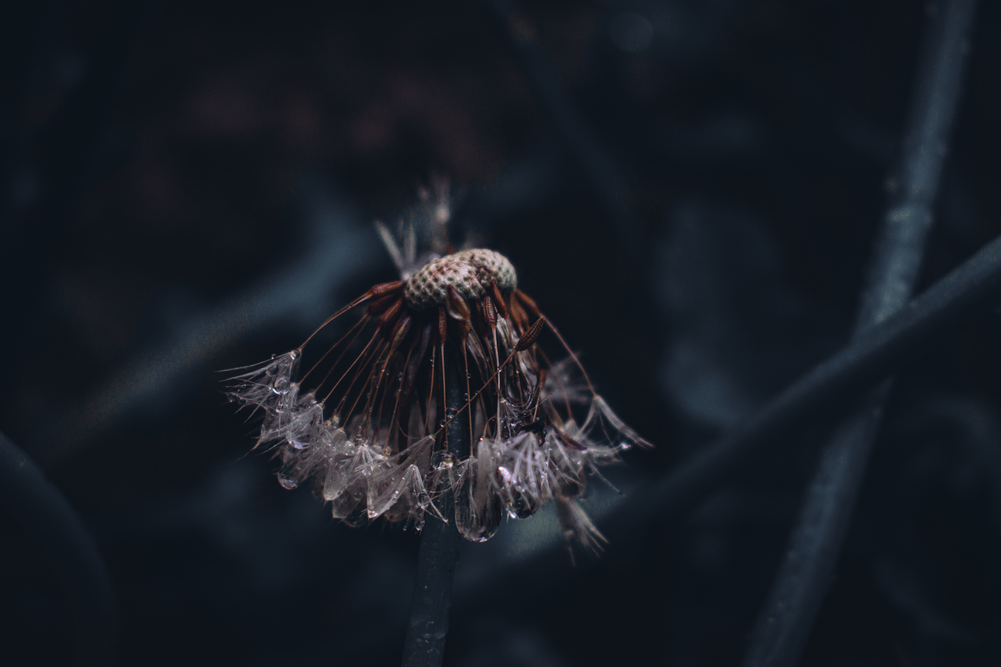 Dandelions - My, I want criticism, The photo, Beginning photographer, Nikon, Flowers, Dandelion, Macro photography, Longpost