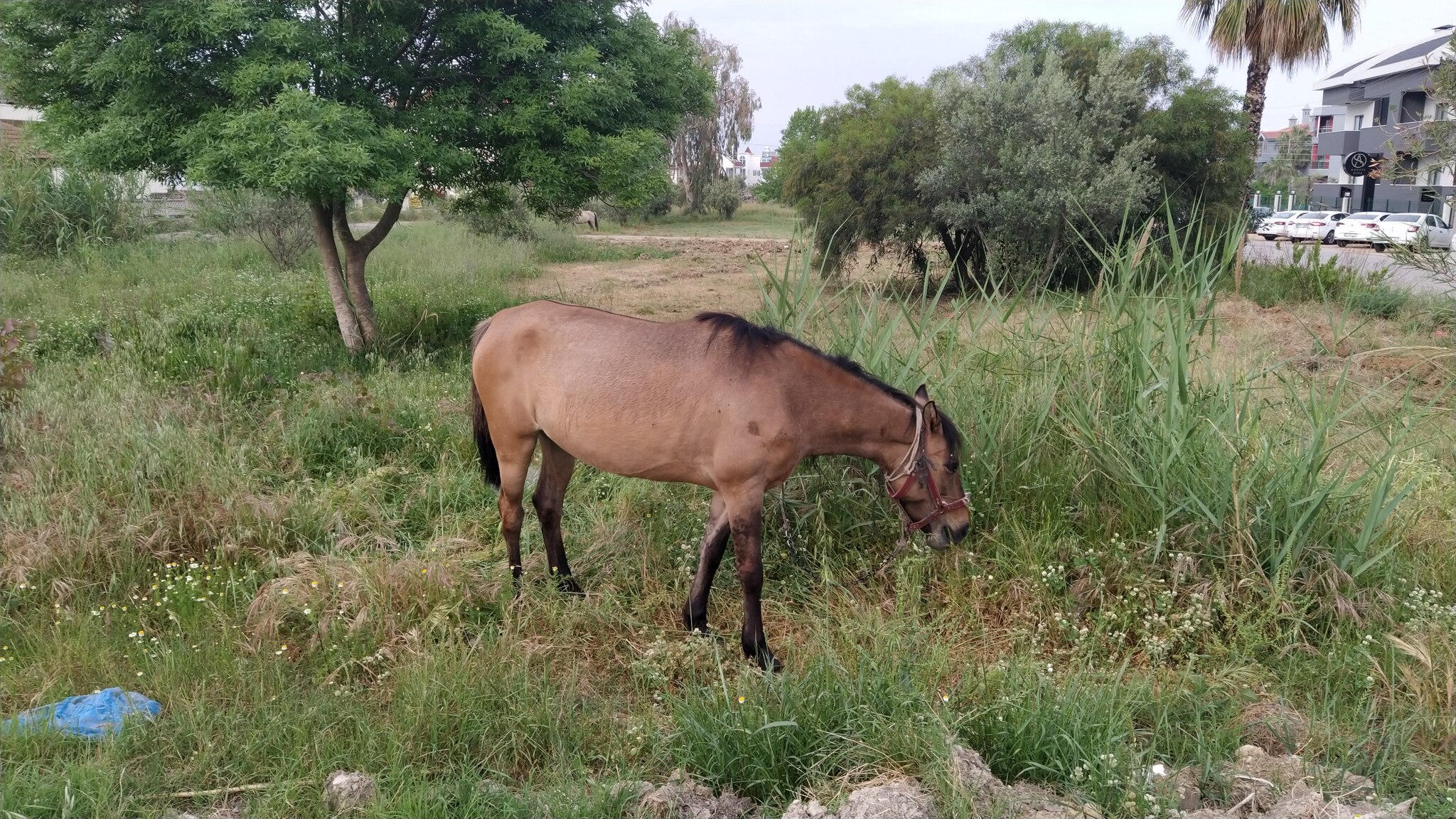 Horse... - My, Turkey, Horses, Pasture, Mobile photography