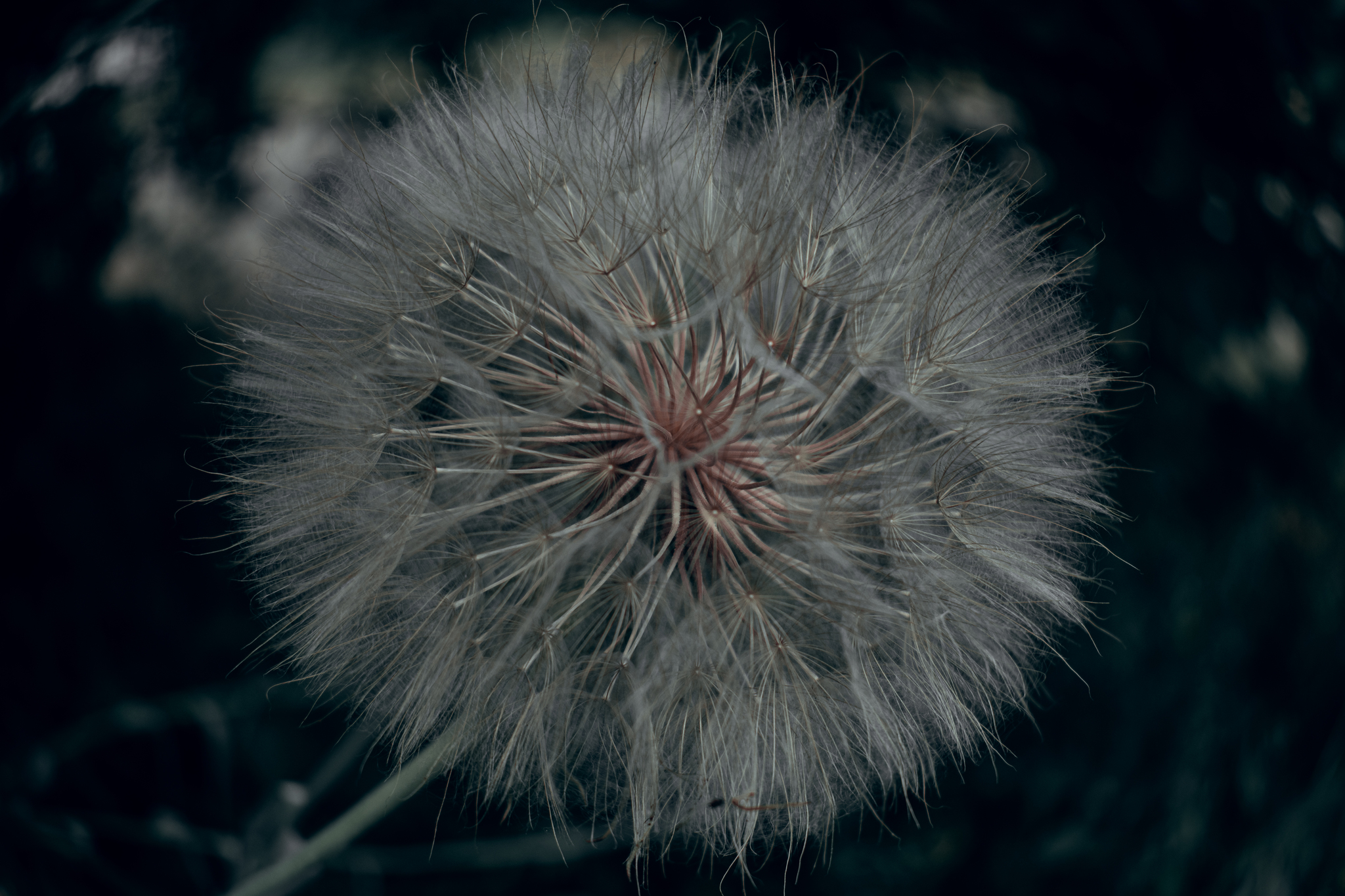 Dandelions - My, I want criticism, The photo, Beginning photographer, Nikon, Flowers, Dandelion, Macro photography, Longpost