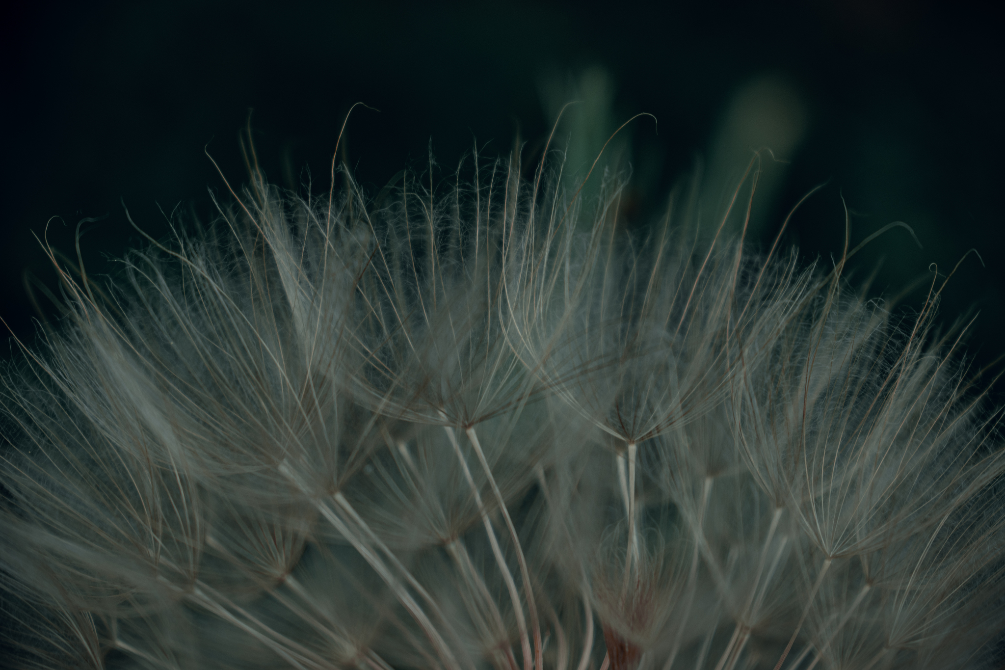 Dandelions - My, I want criticism, The photo, Beginning photographer, Nikon, Flowers, Dandelion, Macro photography, Longpost