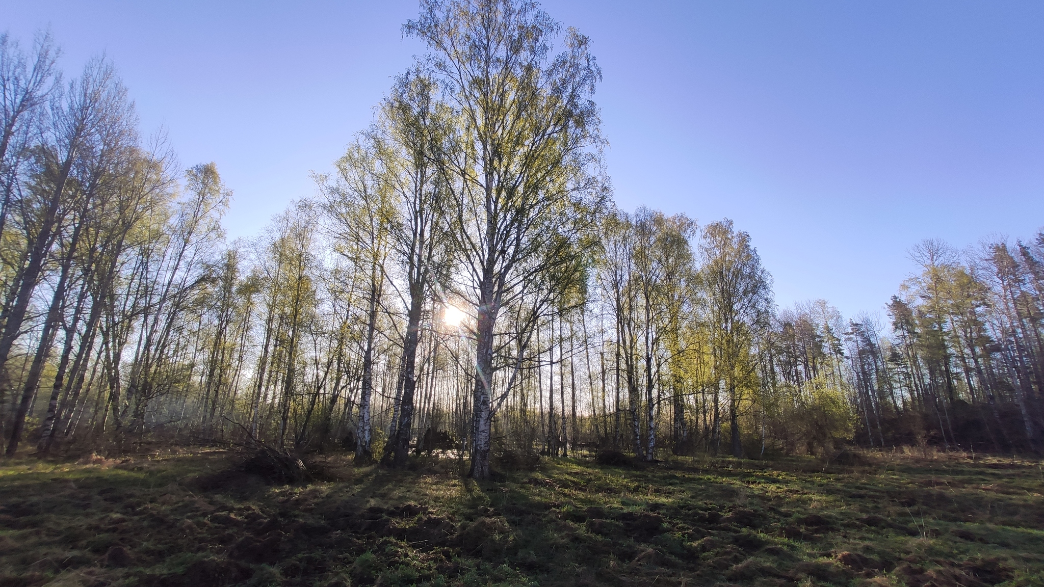 Vuoksa. Beautiful nearby, especially at 6 am before fishing)) - My, Vuoksi, wildlife, Boar