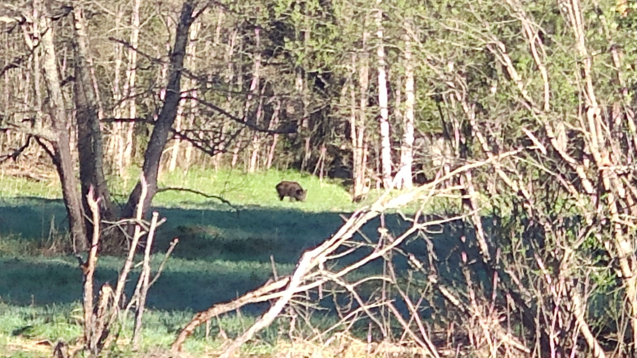 Vuoksa. Beautiful nearby, especially at 6 am before fishing)) - My, Vuoksi, wildlife, Boar