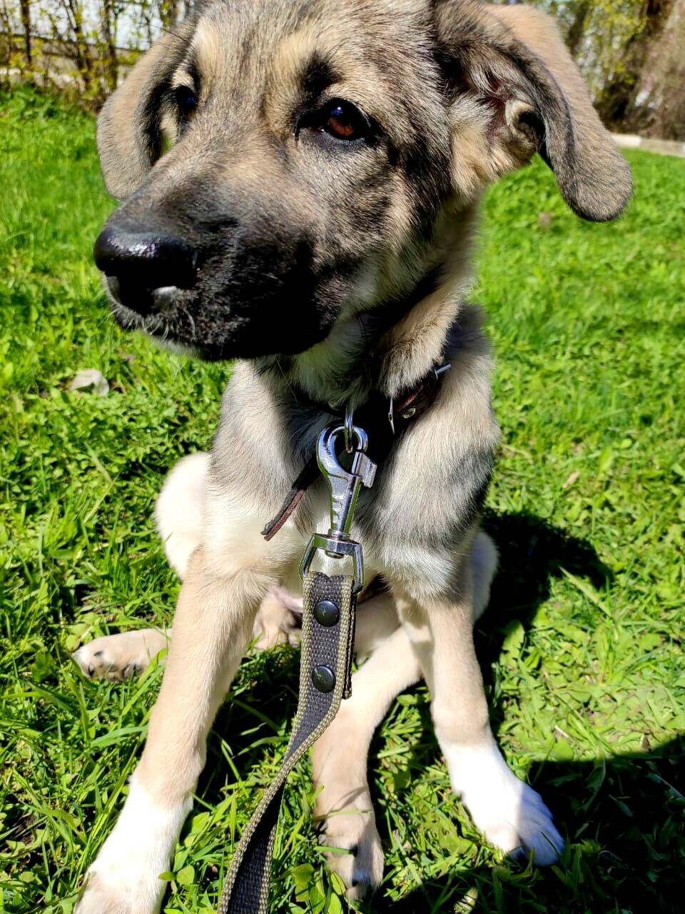 Chocolate baby wants to go home! - My, In good hands, Animal Rescue, Helping animals, Moscow, Electric coals, Puppies, Longpost, Pets, Animals, Dog, Mestizo