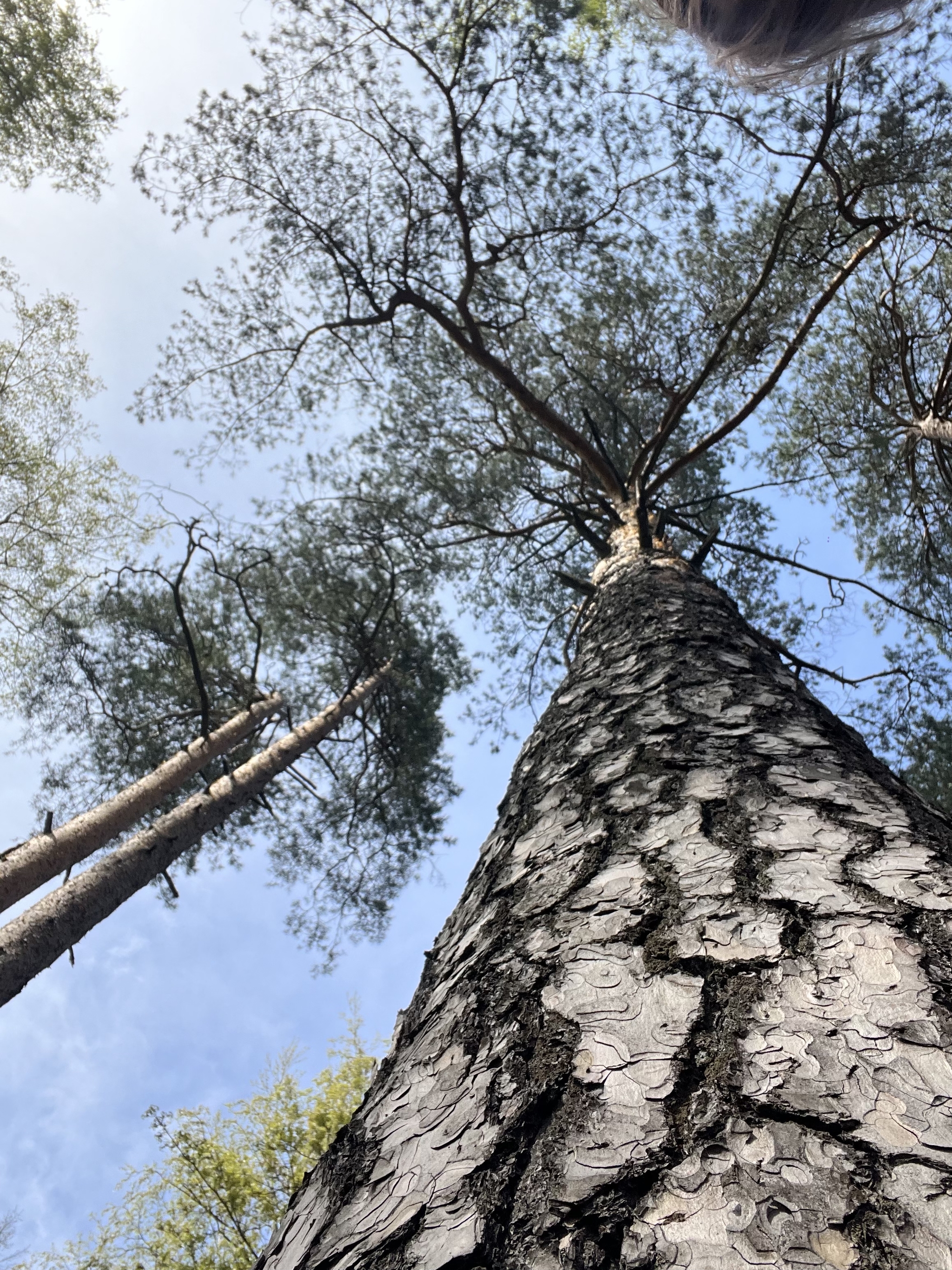 Looking up is easy, just keep your head up - My, Sky, Crown of trees, beauty of nature, Mobile photography, Longpost