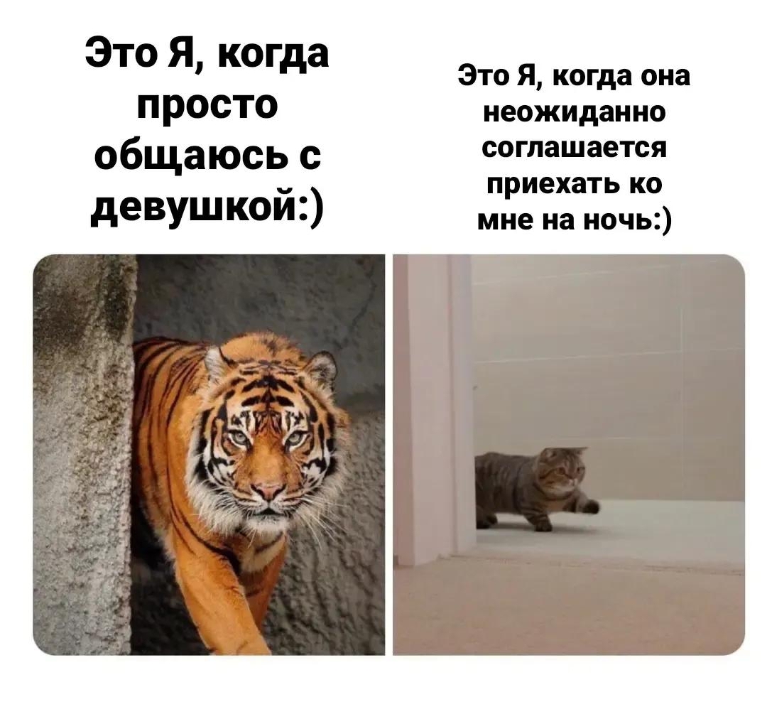 The answer to the post Every time! - Humor, Picture with text, Loose relationship, Reply to post, cat, Tiger