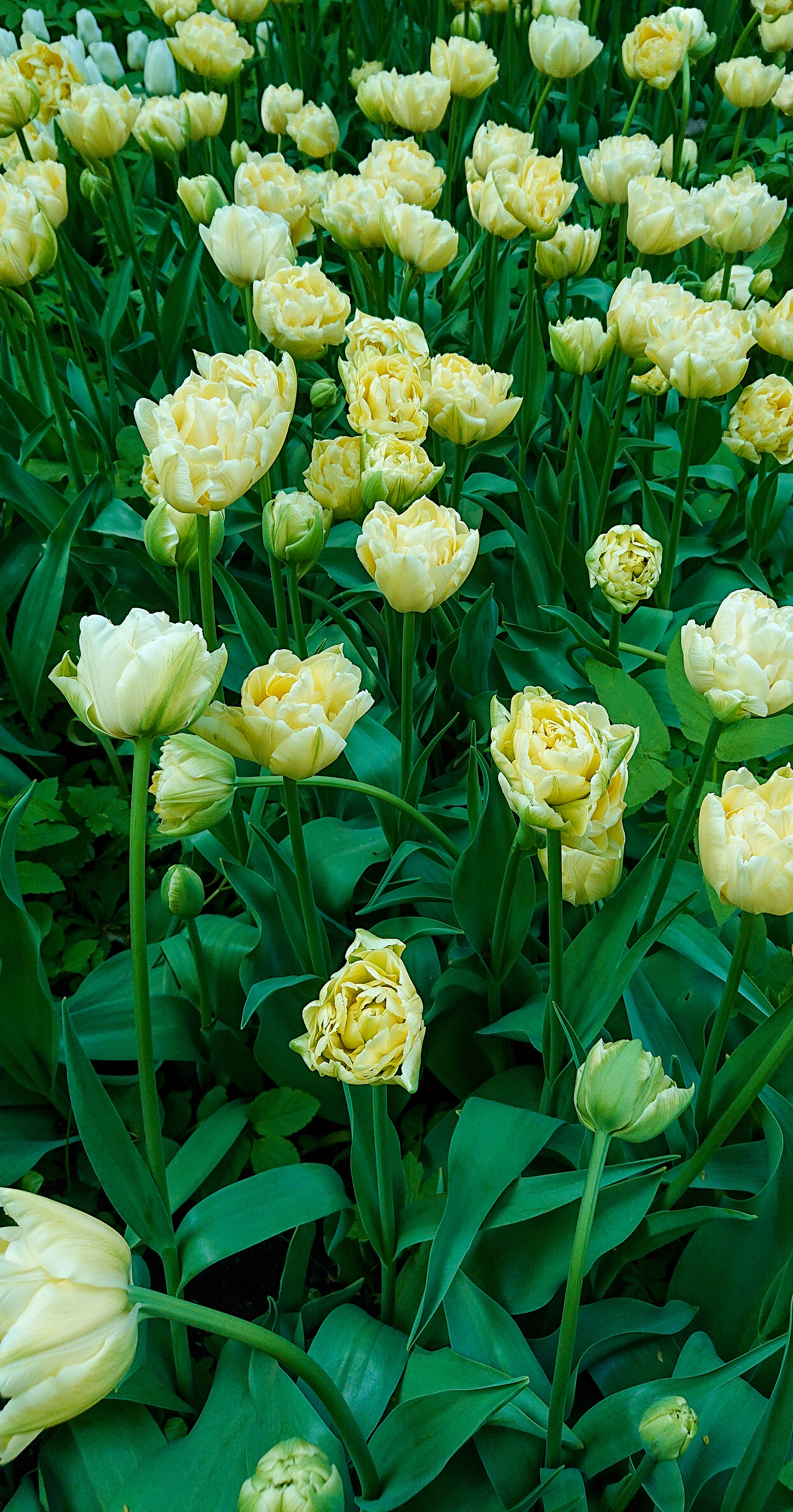 Flower Delight in the Pharmaceutical Garden - My, Tulips, Apothecary Garden, Magnolia, Japanese quince, Spring, Flowers, Longpost, cat