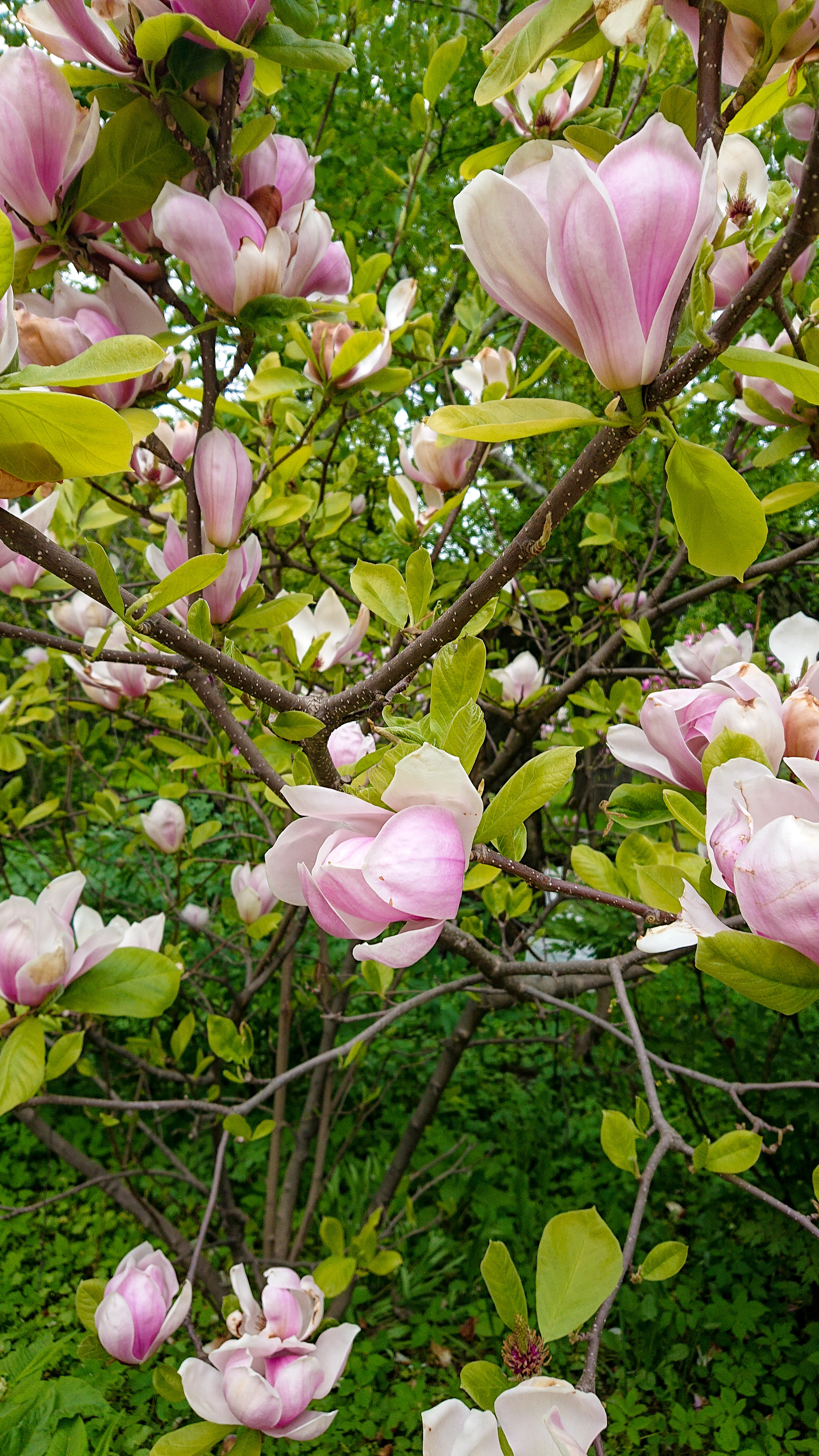 Flower Delight in the Pharmaceutical Garden - My, Tulips, Apothecary Garden, Magnolia, Japanese quince, Spring, Flowers, Longpost, cat