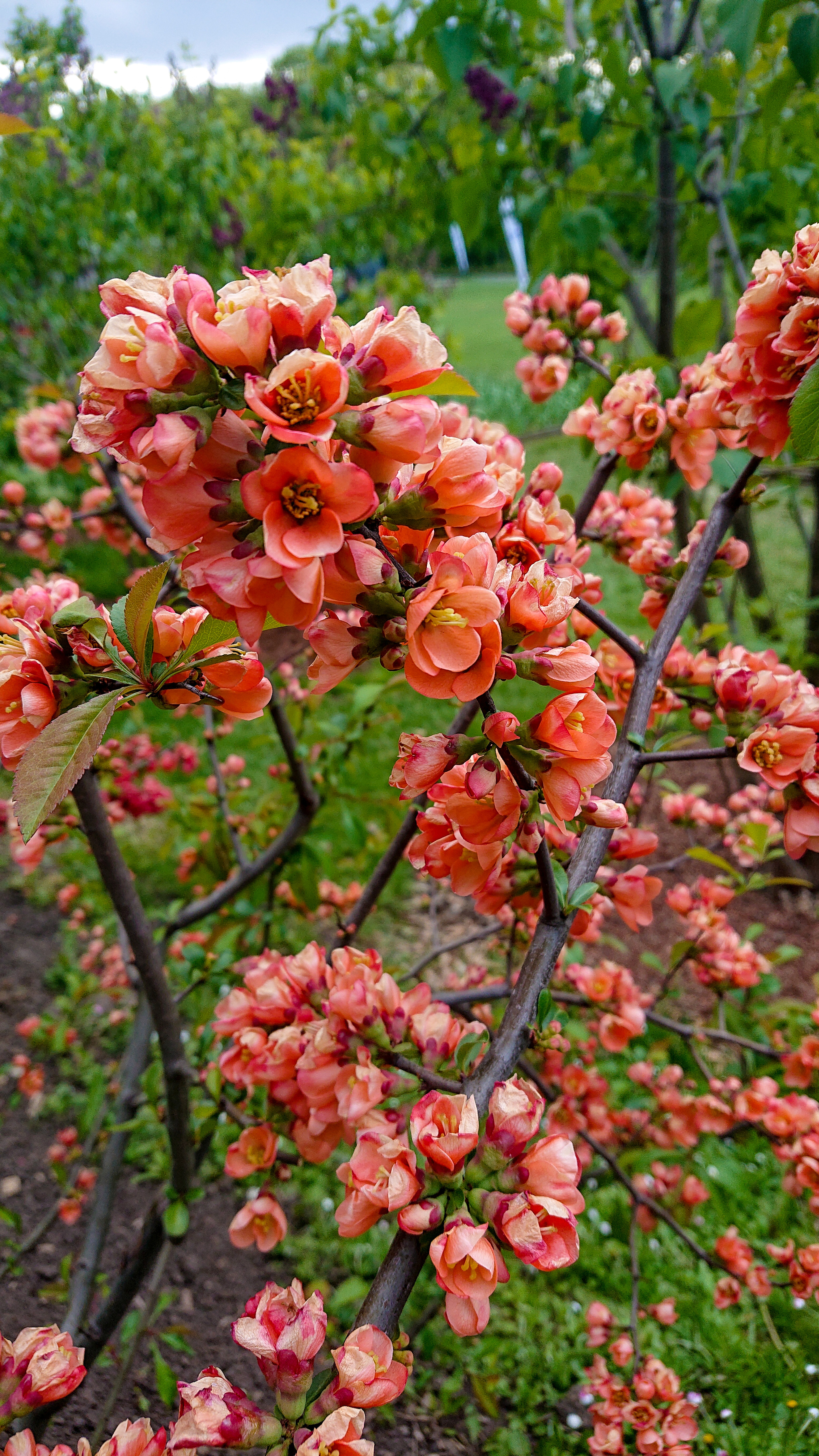 Flower Delight in the Pharmaceutical Garden - My, Tulips, Apothecary Garden, Magnolia, Japanese quince, Spring, Flowers, Longpost, cat