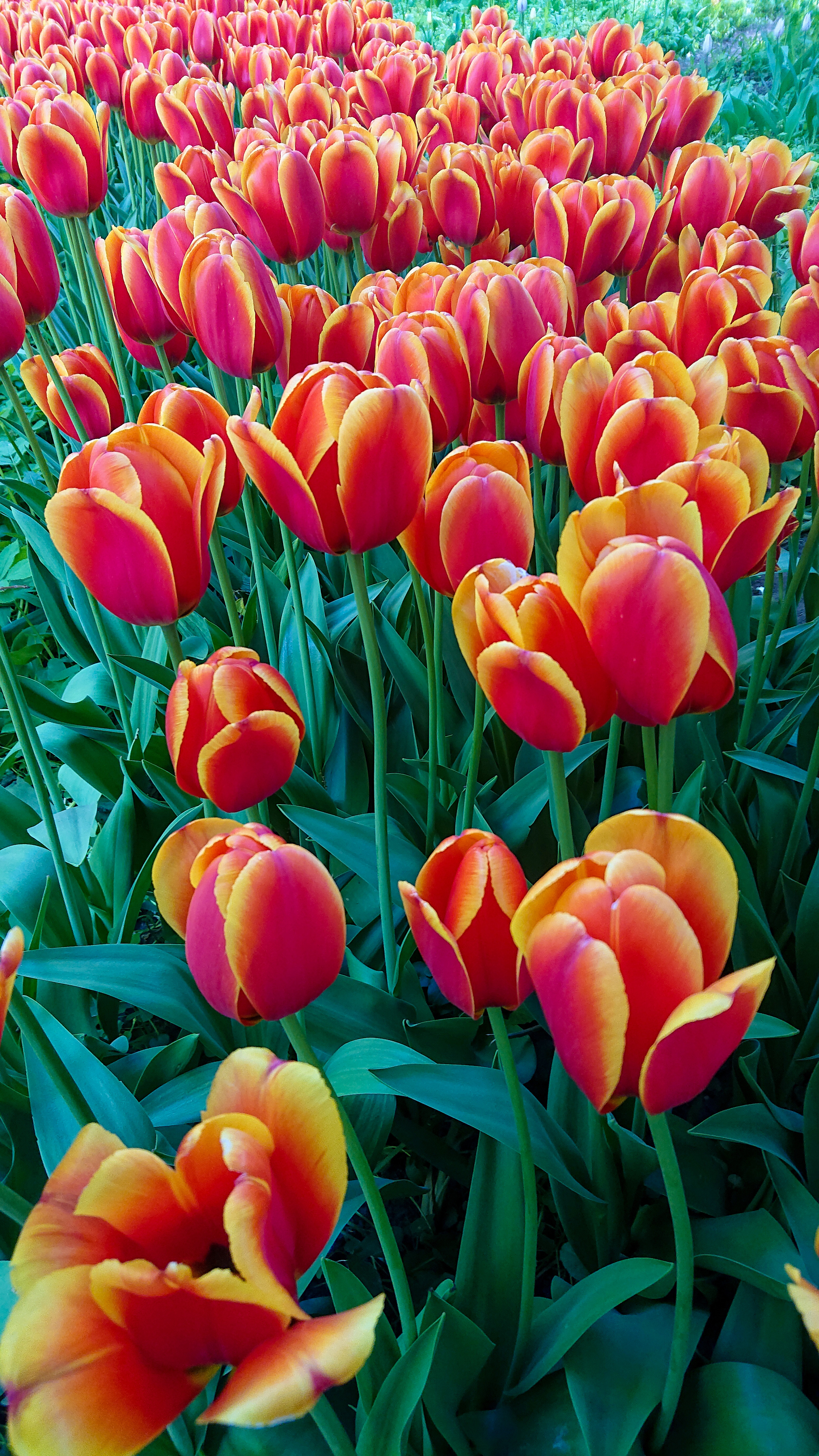 Flower Delight in the Pharmaceutical Garden - My, Tulips, Apothecary Garden, Magnolia, Japanese quince, Spring, Flowers, Longpost, cat