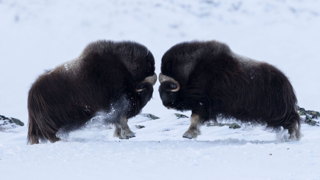 Evolution created musk oxen to hit each other's heads, damaging the brain - Musk ox, Wild animals, Traumatic brain injury, Evolution, Butting, Scientists, Research, New York, USA, Artiodactyls, Longpost