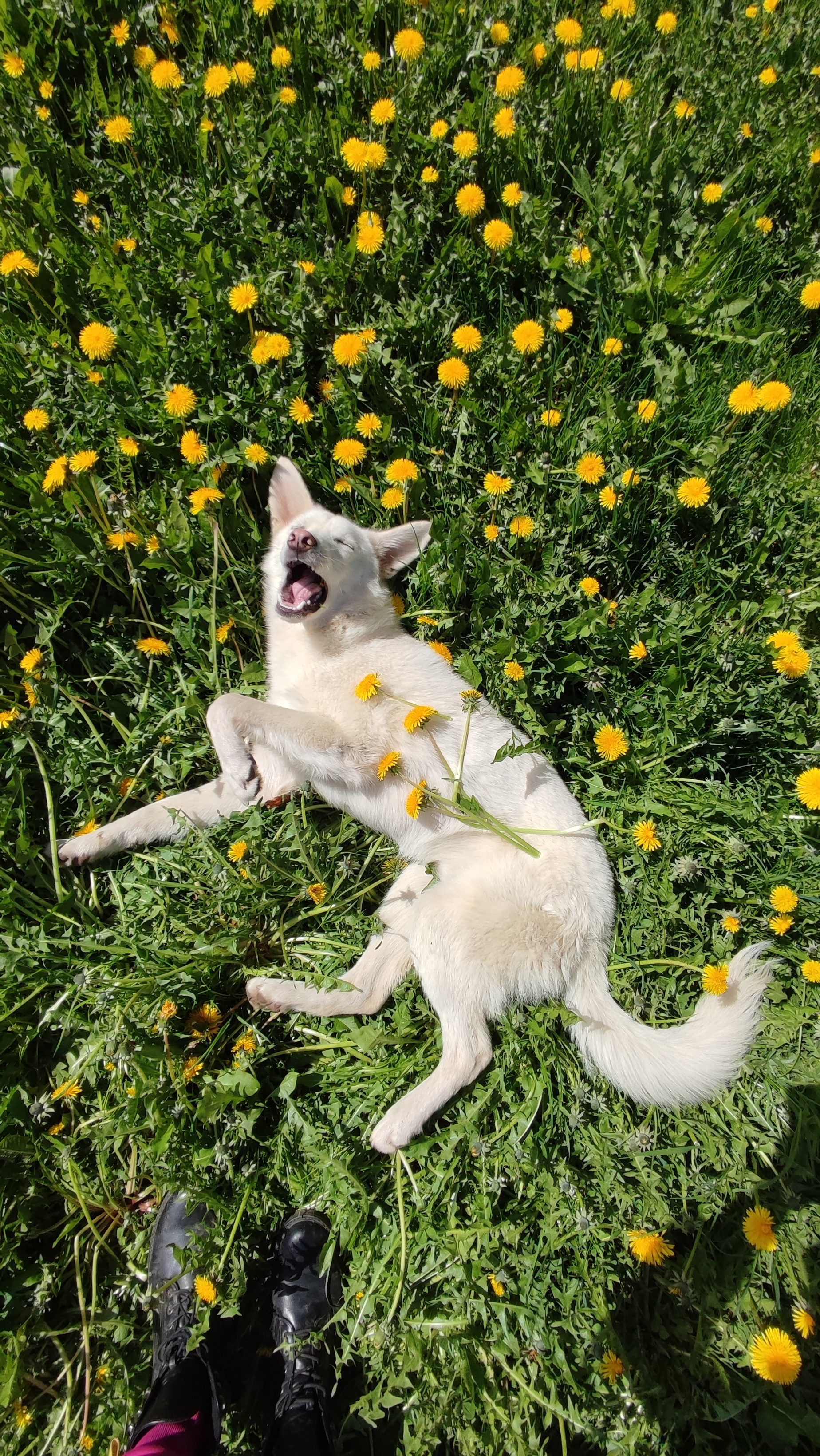 sun dog - My, Dog, Dandelion, Longpost, Pets