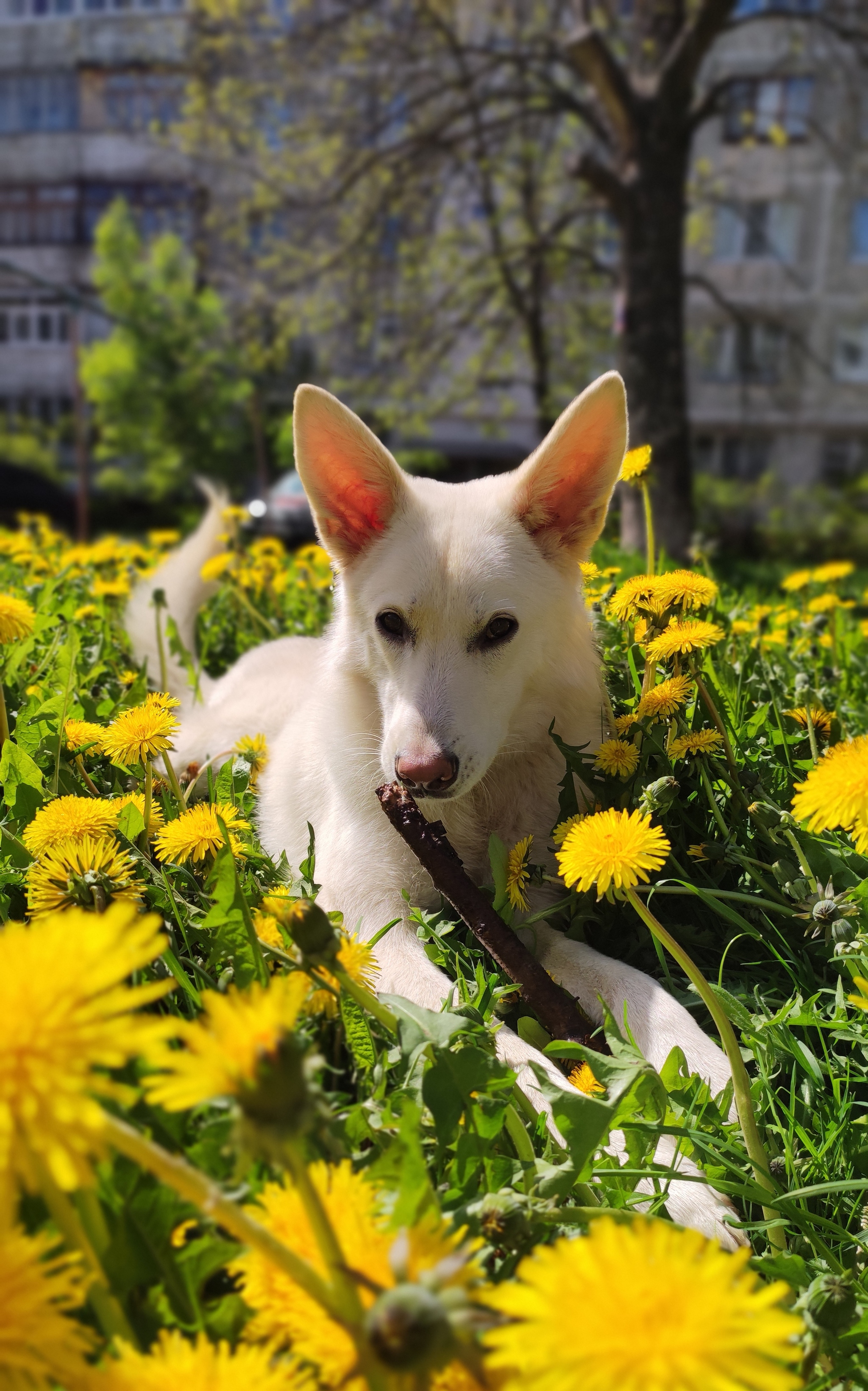 sun dog - My, Dog, Dandelion, Longpost, Pets