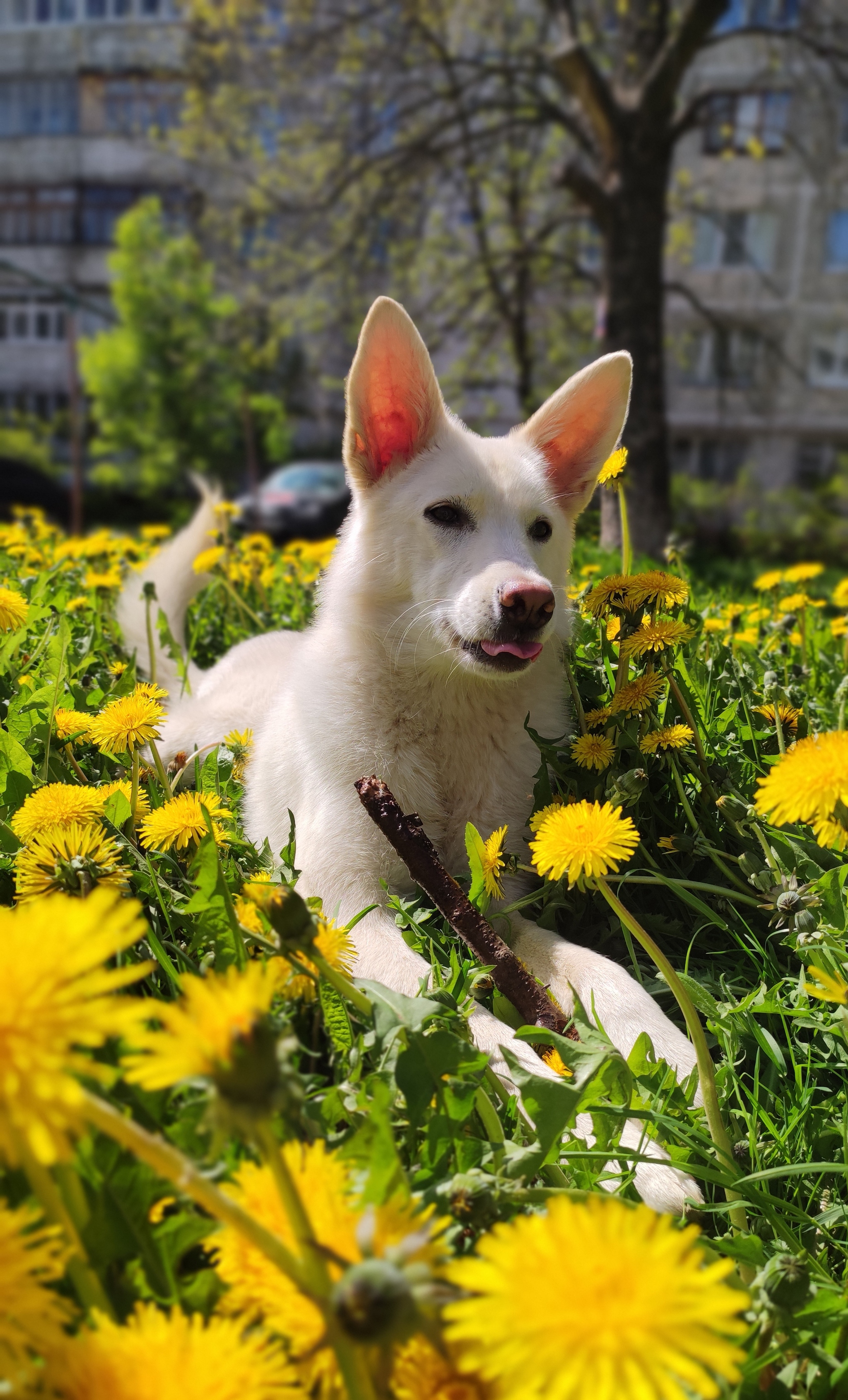 sun dog - My, Dog, Dandelion, Longpost, Pets