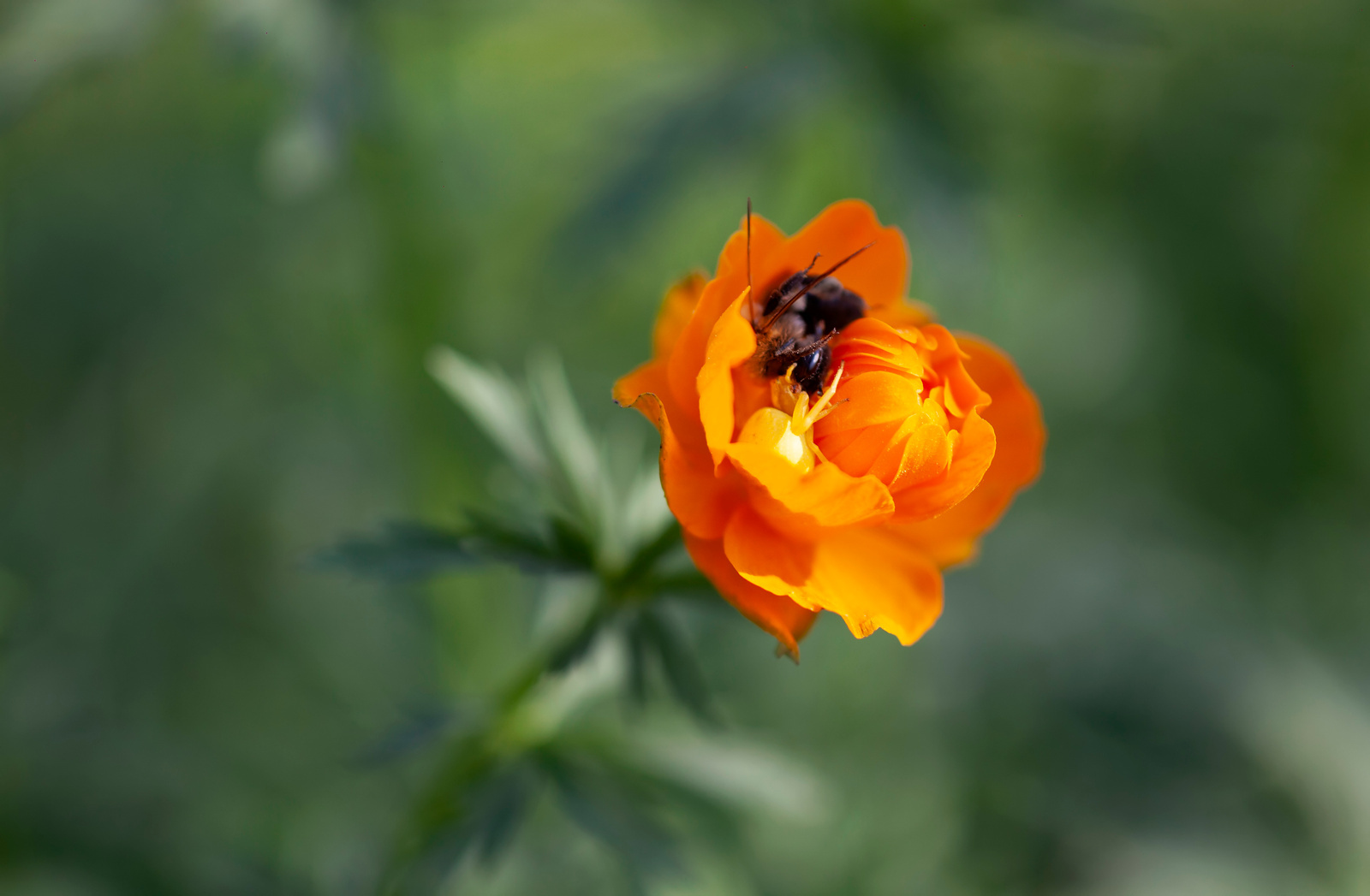 Gravelu - gravelovo - My, Flowers, A bike, Pokatushki, Kemerovo region - Kuzbass, Bathing suit, Butterfly, Canon 5DM2, Longpost