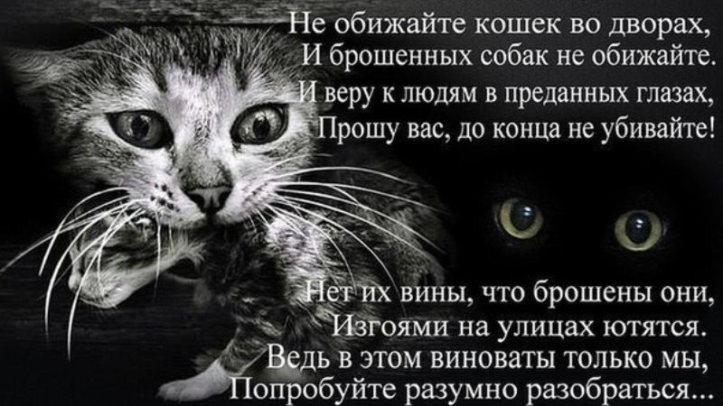 Sell ??me one ticket... - Baikonur, Fluffy, Milota, cat, Cat lovers, Cat family, Cats, Longpost, Picture with text, Demotivator