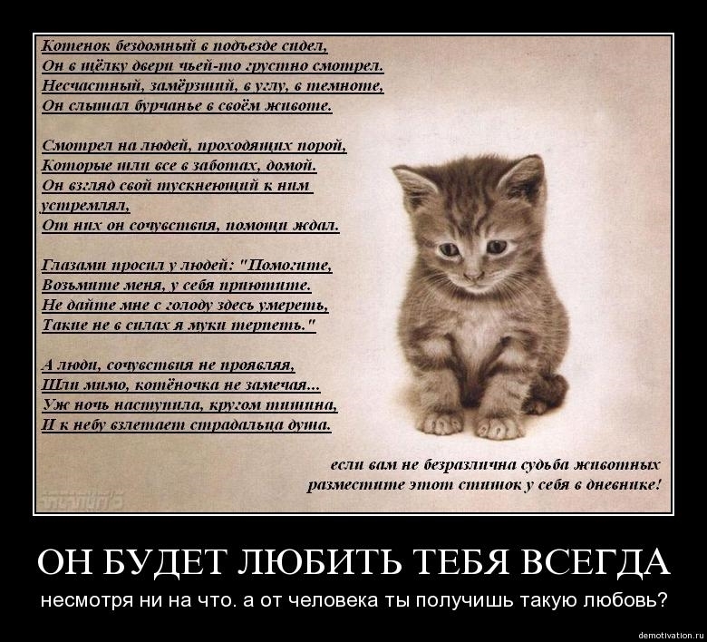 Sell ??me one ticket... - Baikonur, Fluffy, Milota, cat, Cat lovers, Cat family, Cats, Longpost, Picture with text, Demotivator