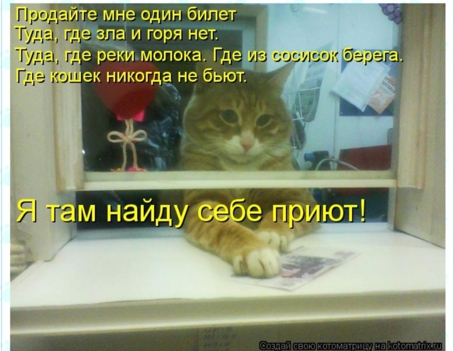 Sell ??me one ticket... - Baikonur, Fluffy, Milota, cat, Cat lovers, Cat family, Cats, Longpost, Picture with text, Demotivator