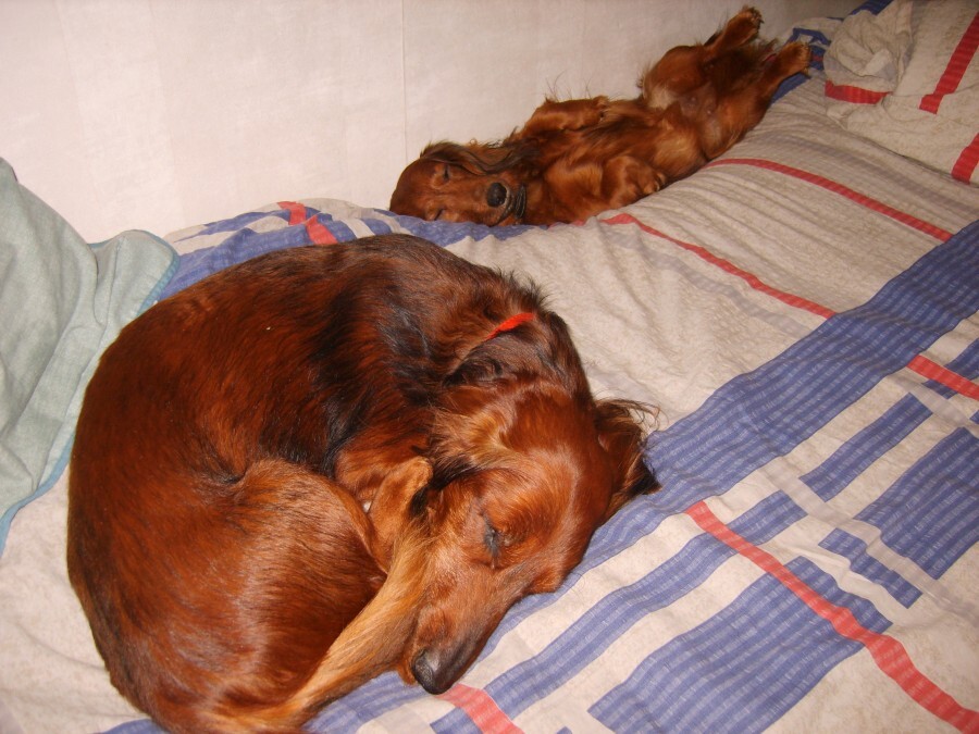 In memory of furry friends... - My, Pets, Dachshund, Dog, Longpost, Death