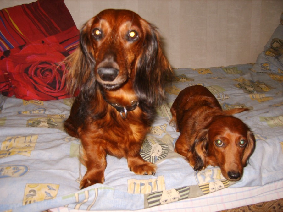 In memory of furry friends... - My, Pets, Dachshund, Dog, Longpost, Death