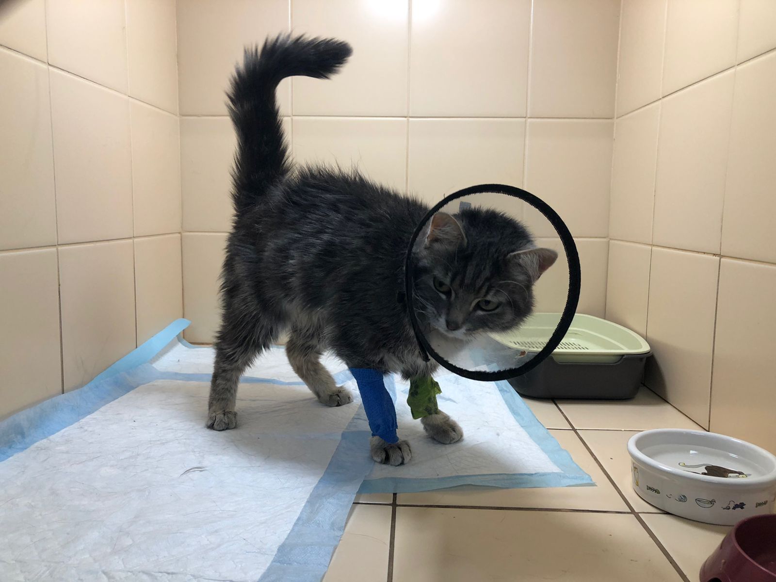 Continuation of the post “I continue to treat the domestic cat Musya, which was attacked by the owner's dog. - My, cat, Injury, Animal Rescue, Veterinary, Video, Vertical video, Reply to post, Longpost