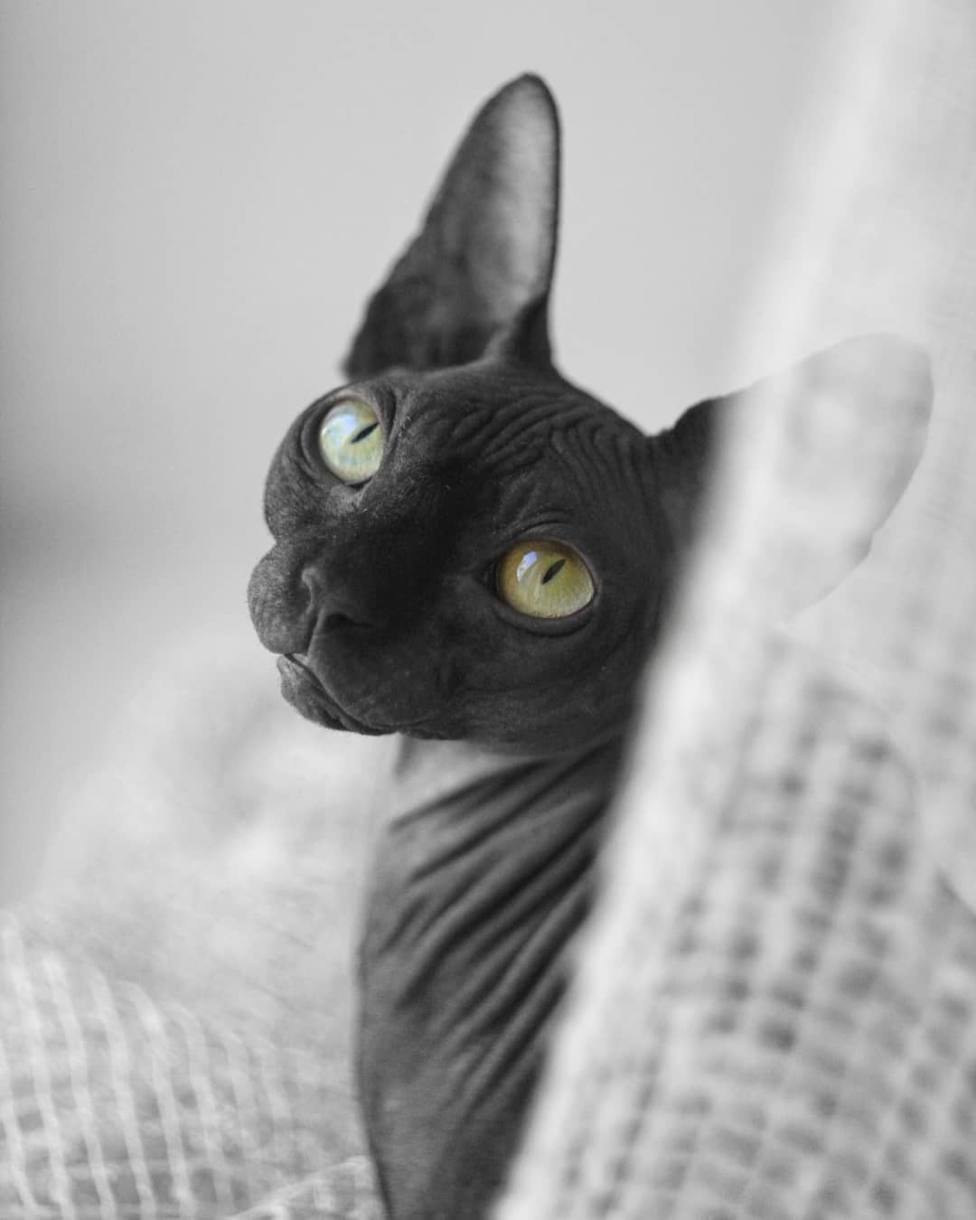 Manti-Cora, my cat, who is 5 years old) - My, cat, Friday, Friday, Pets, Longpost