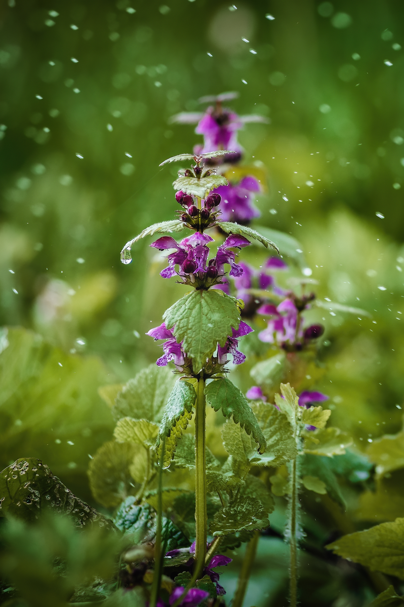 Flowers... - My, The photo, Nature, Rain, Greenery, beauty, Longpost