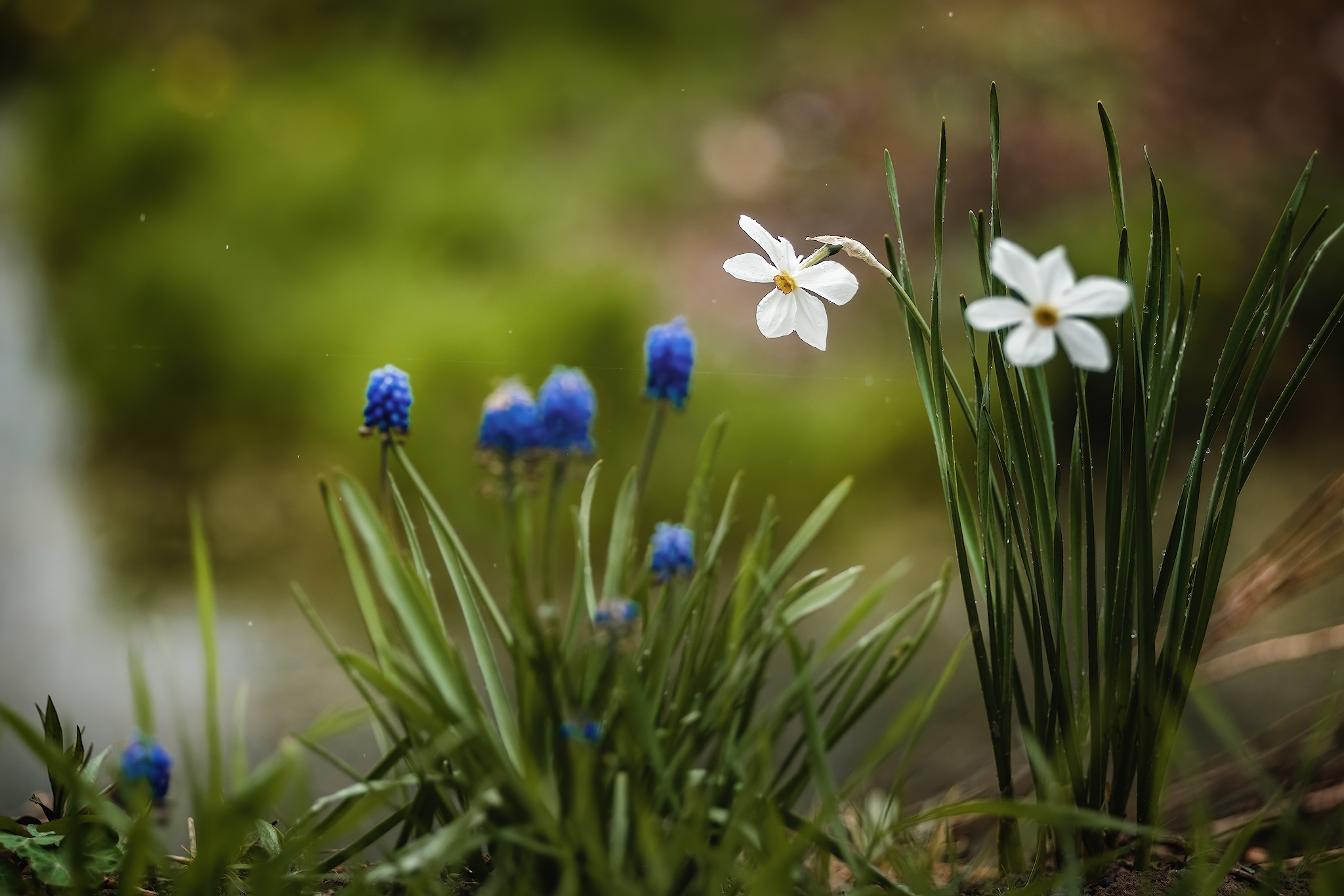 Flowers... - My, The photo, Nature, Rain, Greenery, beauty, Longpost