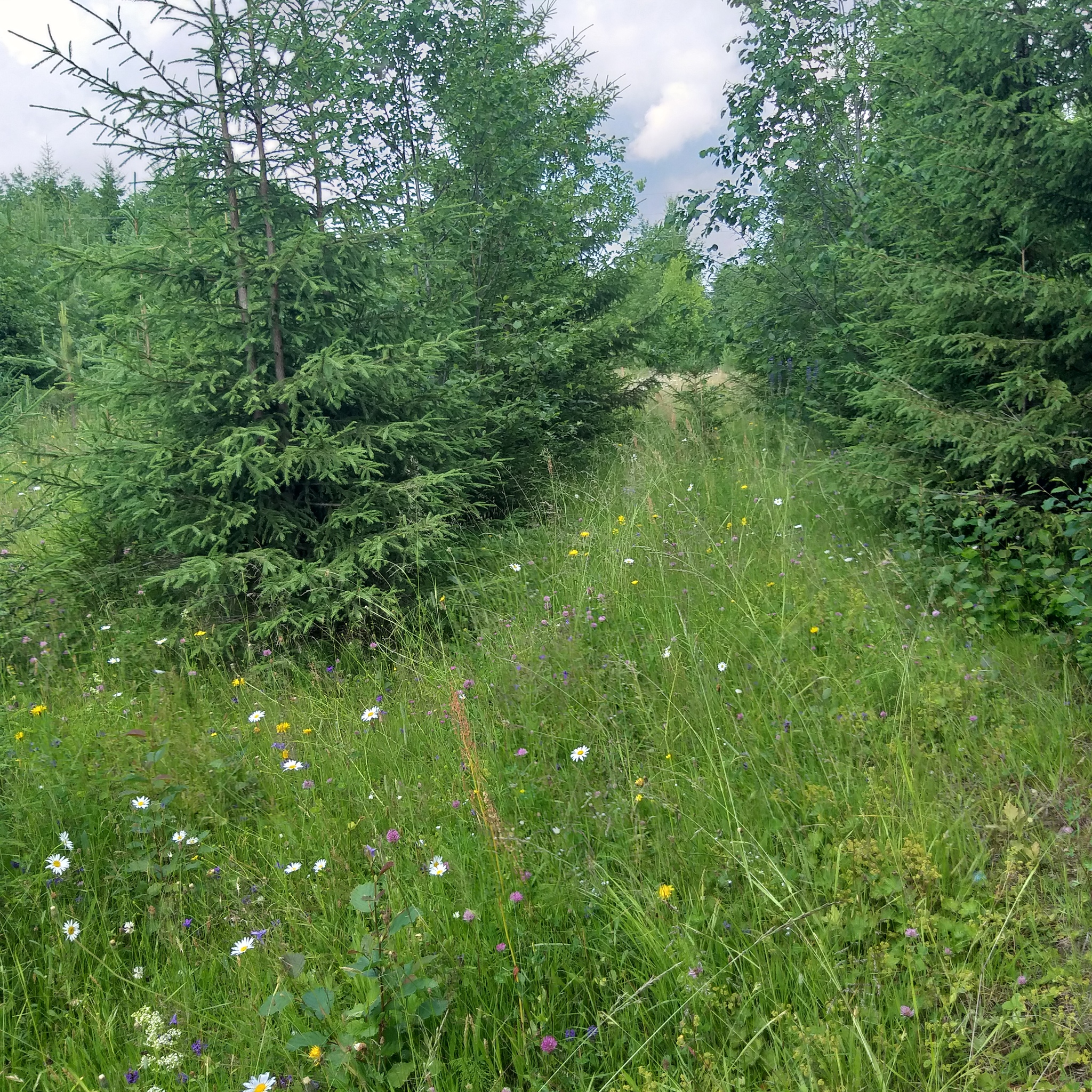 potato misery - My, Village, The nature of Russia, Weather, beauty of nature, Potato, Longpost