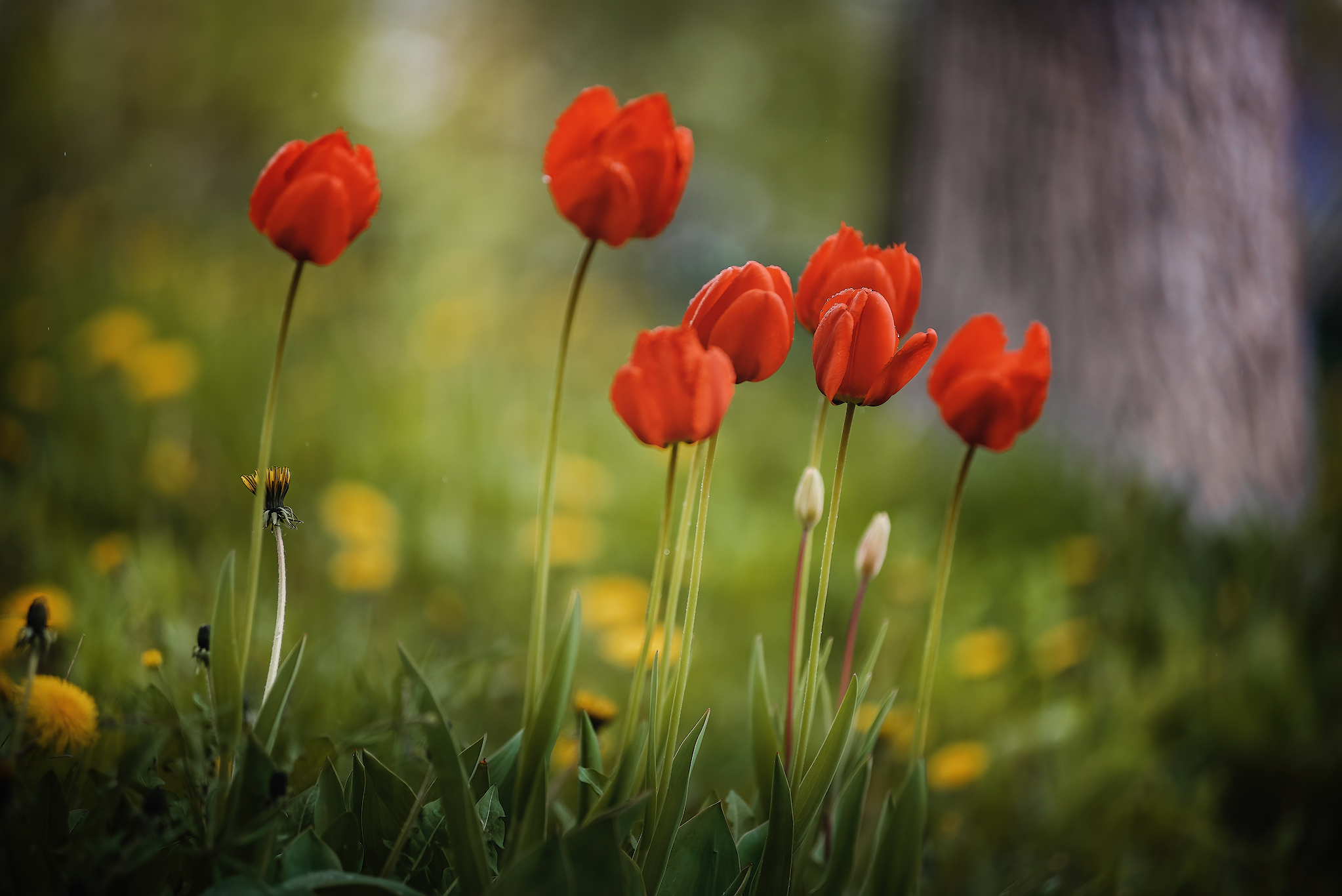 Flowers... - My, The photo, Nature, Rain, Greenery, beauty, Longpost