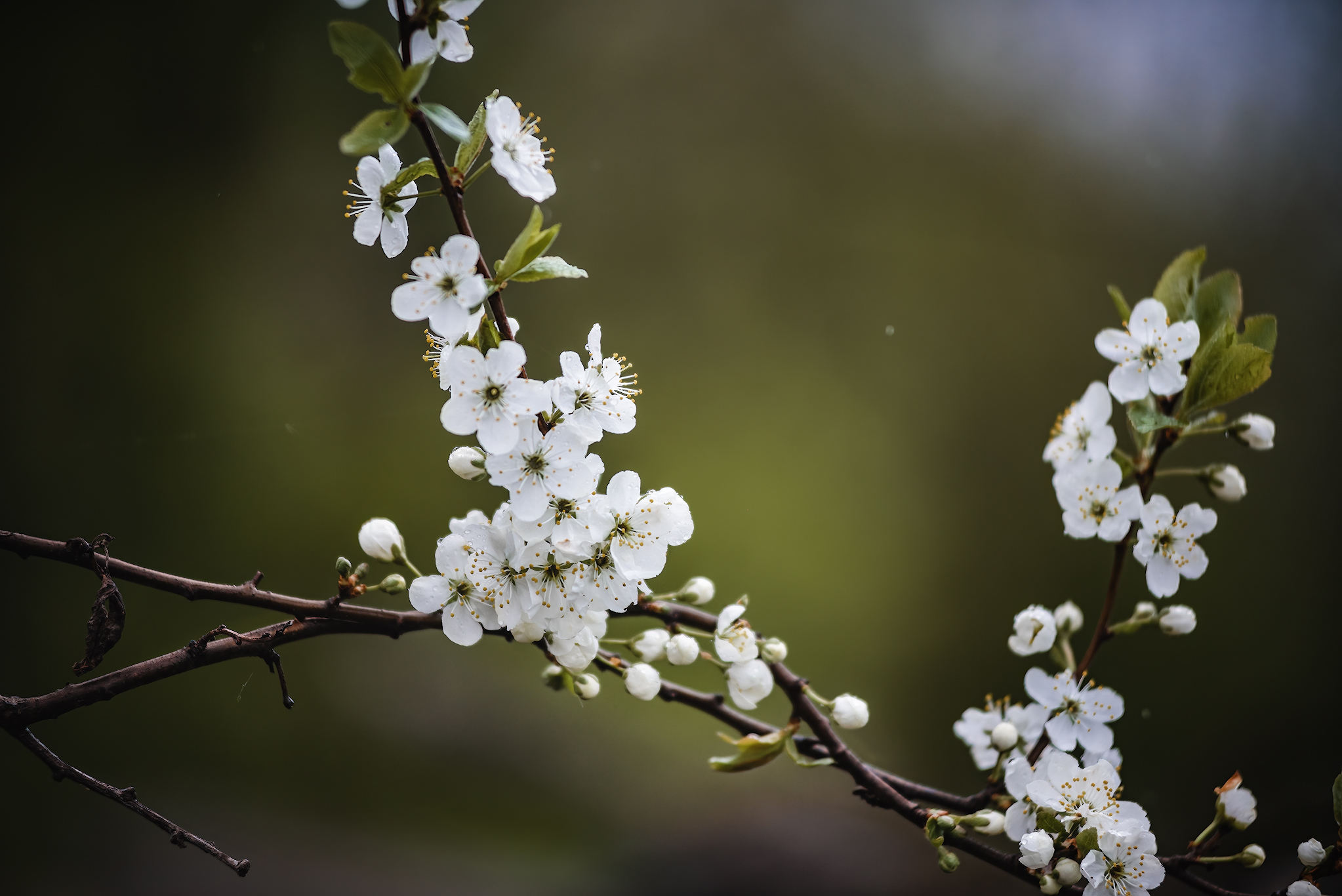 Flowers... - My, The photo, Nature, Rain, Greenery, beauty, Longpost