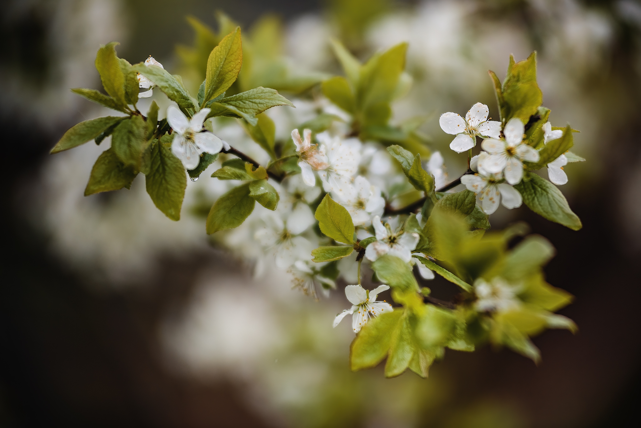 Flowers... - My, The photo, Nature, Rain, Greenery, beauty, Longpost