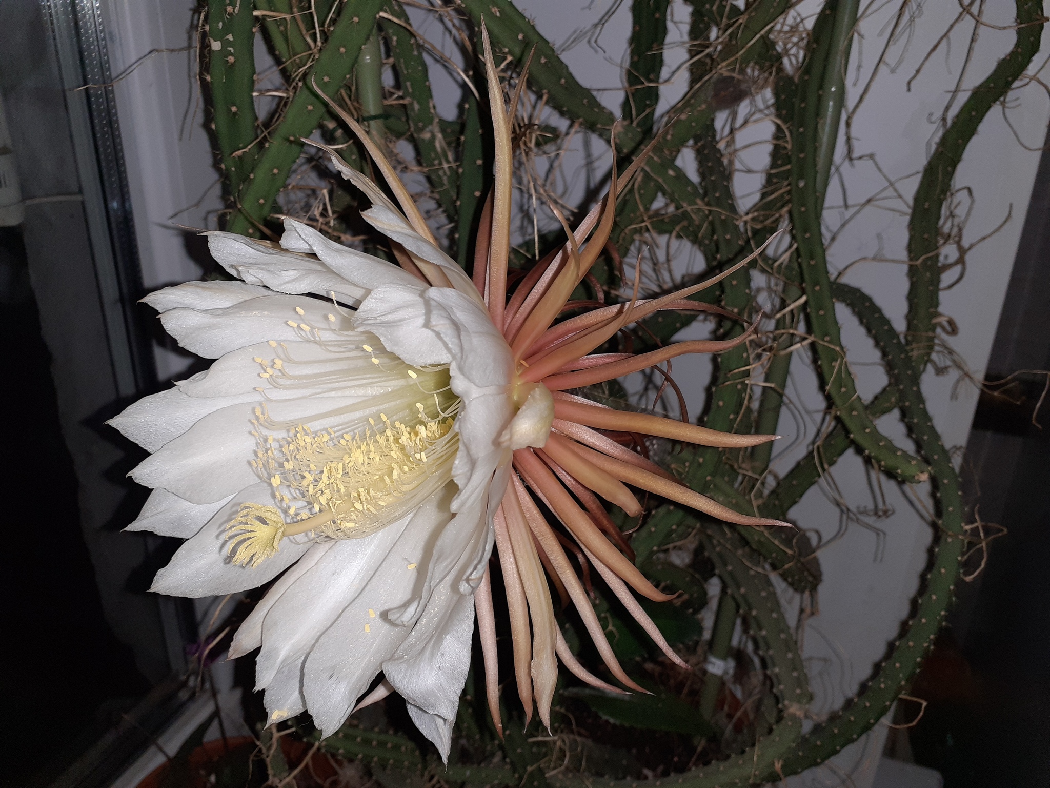 Queens bloomed in the night... - My, Houseplants, Cactus, Longpost, Blooming cacti