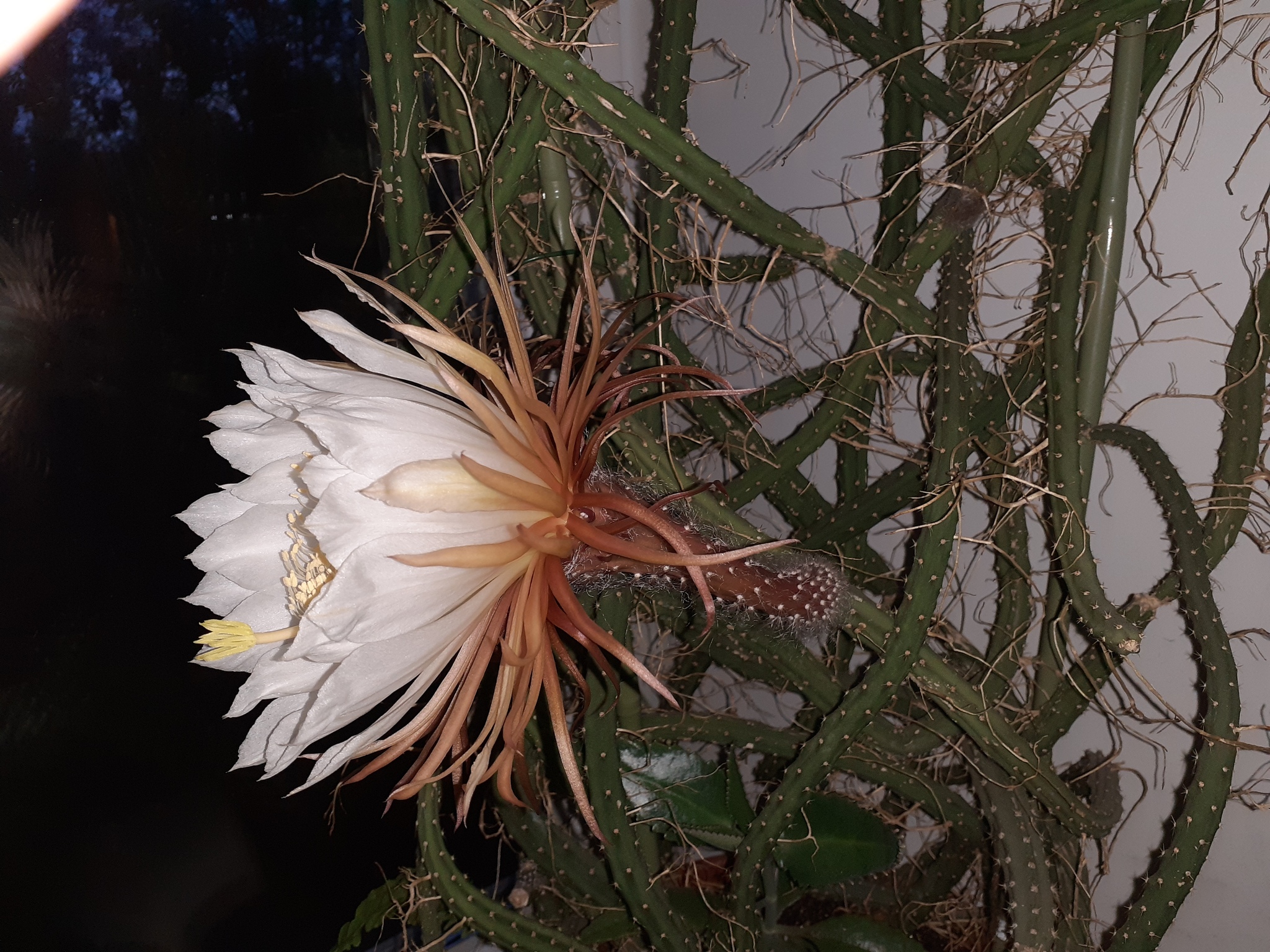 Queens bloomed in the night... - My, Houseplants, Cactus, Longpost, Blooming cacti