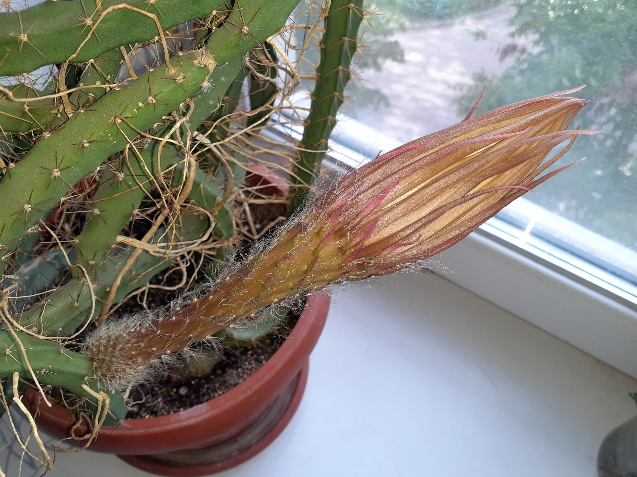 Queens bloomed in the night... - My, Houseplants, Cactus, Longpost, Blooming cacti