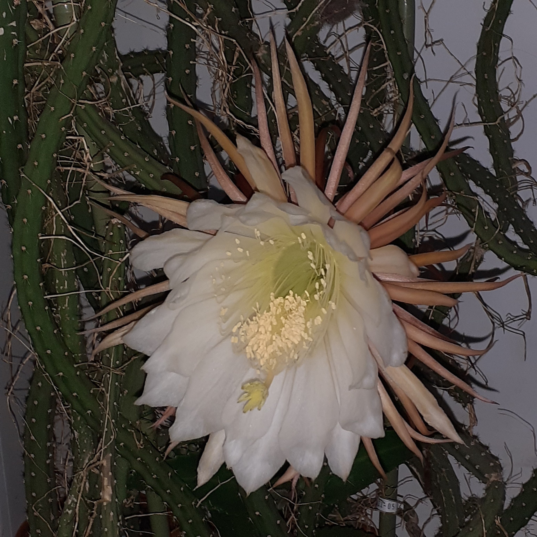 Queens bloomed in the night... - My, Houseplants, Cactus, Longpost, Blooming cacti