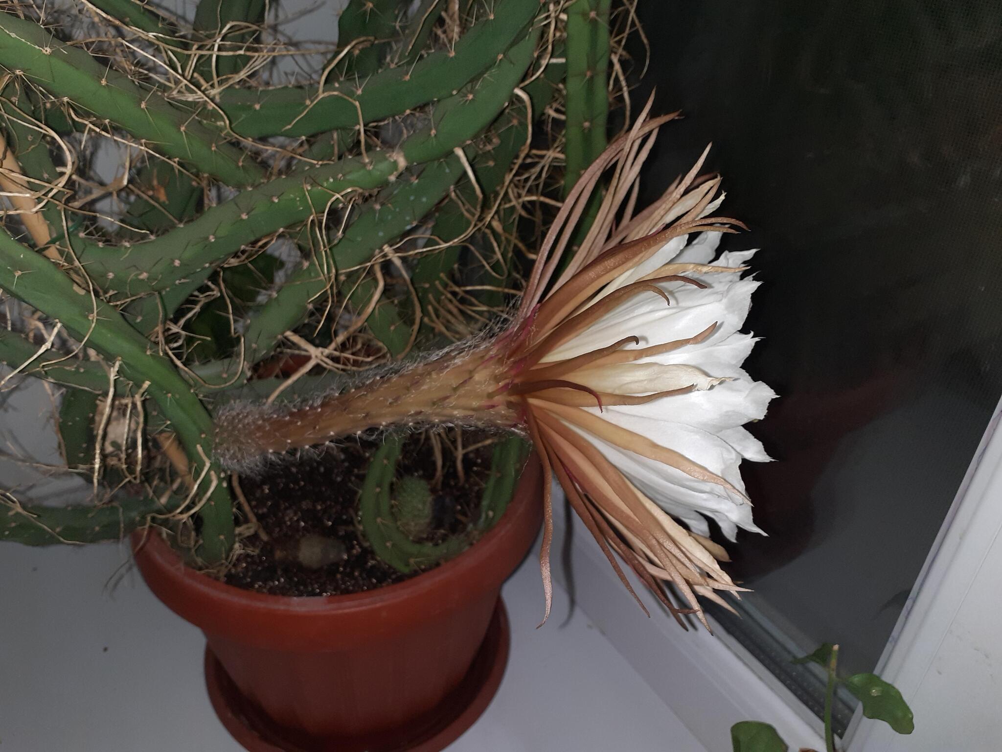 Queens bloomed in the night... - My, Houseplants, Cactus, Longpost, Blooming cacti