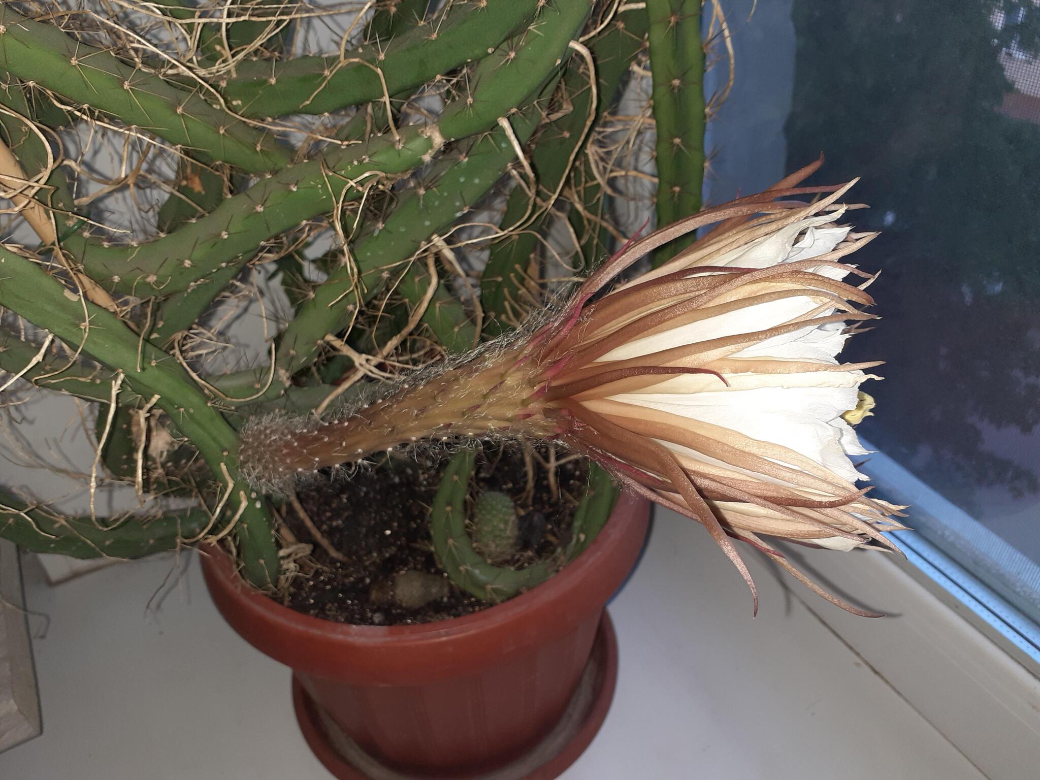 Queens bloomed in the night... - My, Houseplants, Cactus, Longpost, Blooming cacti