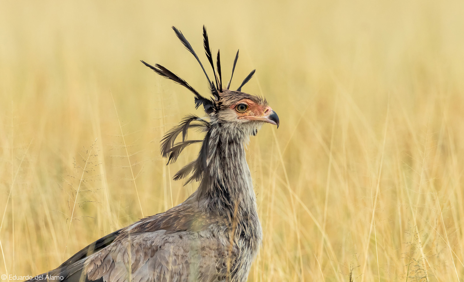 secretary bird - Rare view, Predator birds, Birds, Secretary Bird, Wild animals, wildlife, National park, Serengeti, Africa, The photo