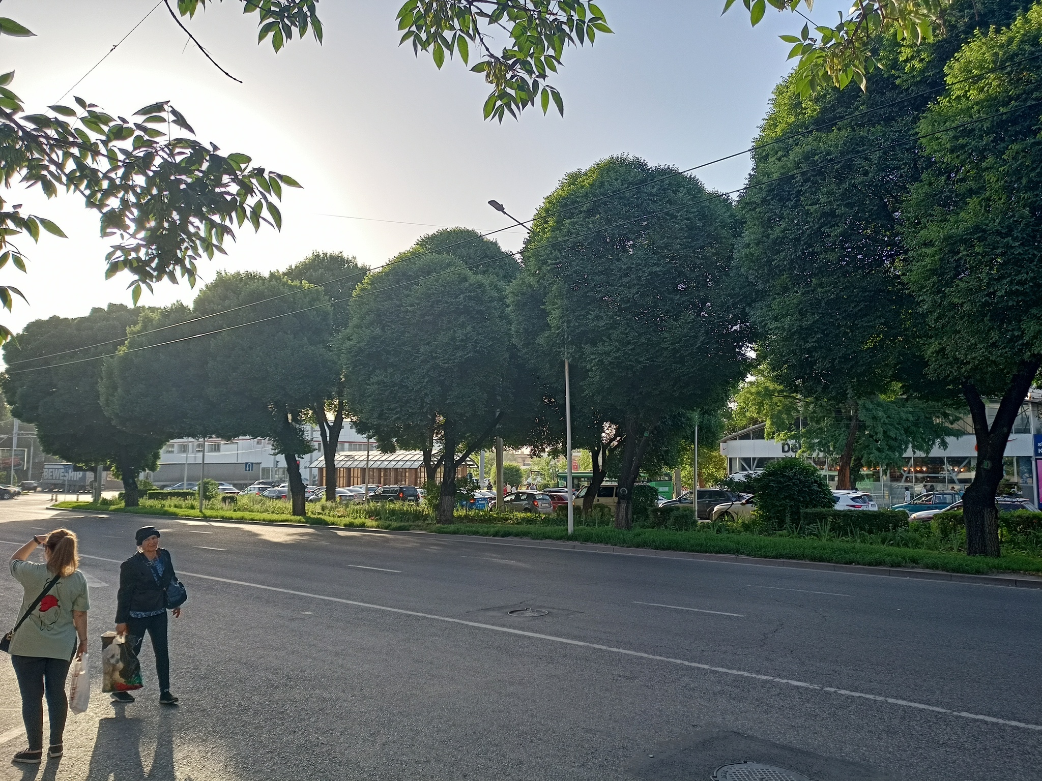 Cool tree crown - My, Tree, Crown of trees, Almaty, Mobile photography