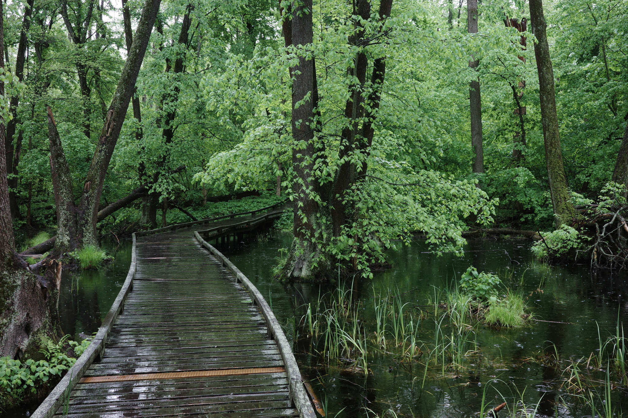 Walking in the rain - My, Forest, Swamp, Voronezh Reserve, Green trees, Rain, The photo, Longpost