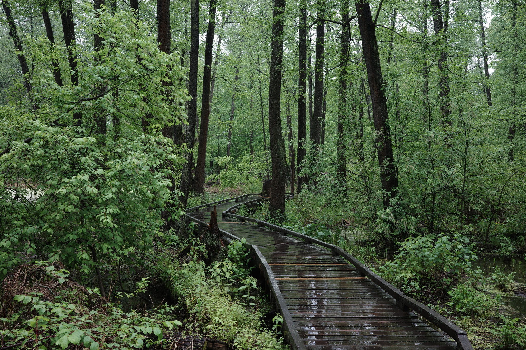 Walking in the rain - My, Forest, Swamp, Voronezh Reserve, Green trees, Rain, The photo, Longpost