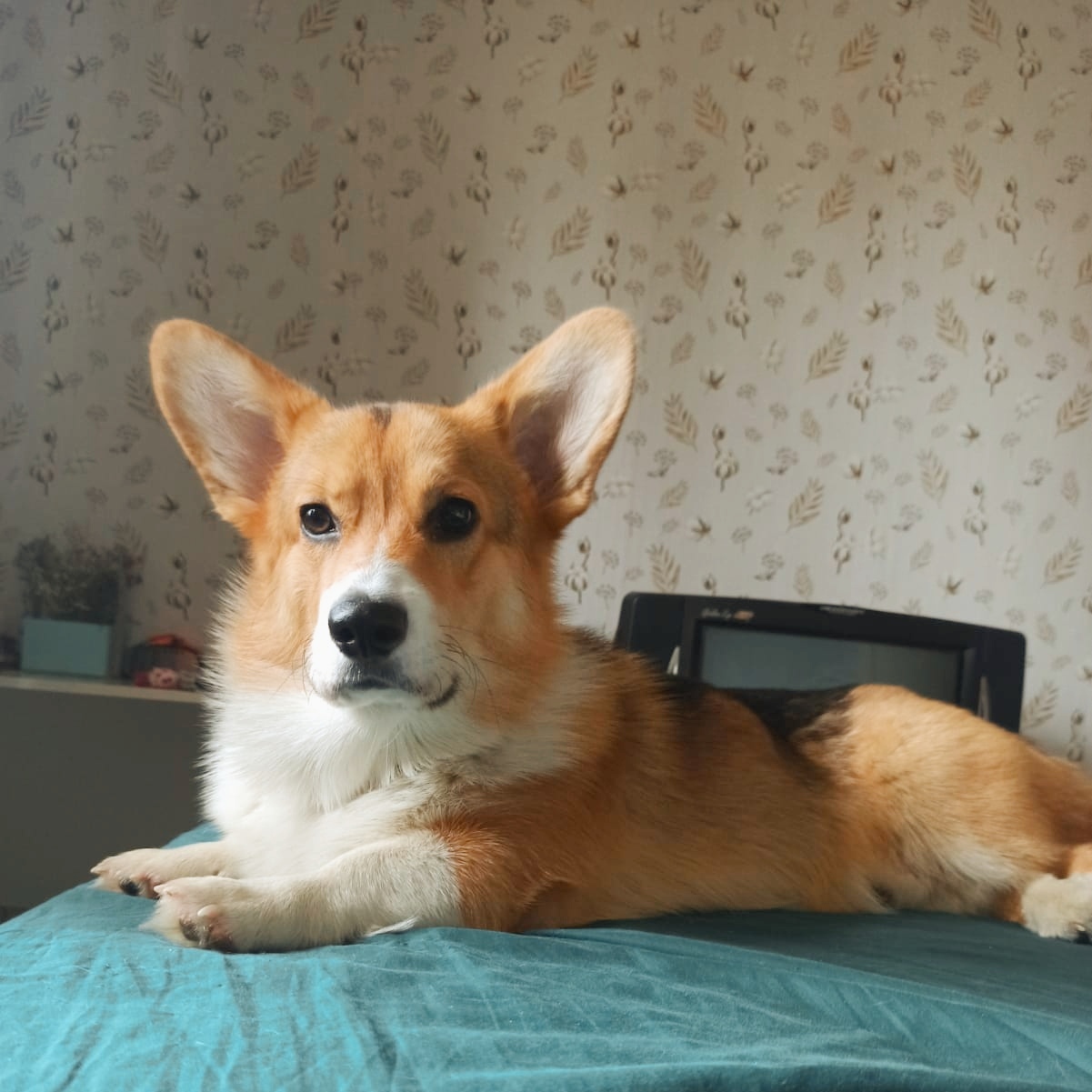 Minister of Most Important Affairs - My, Corgi, Welsh corgi pembroke, Dog, Pets