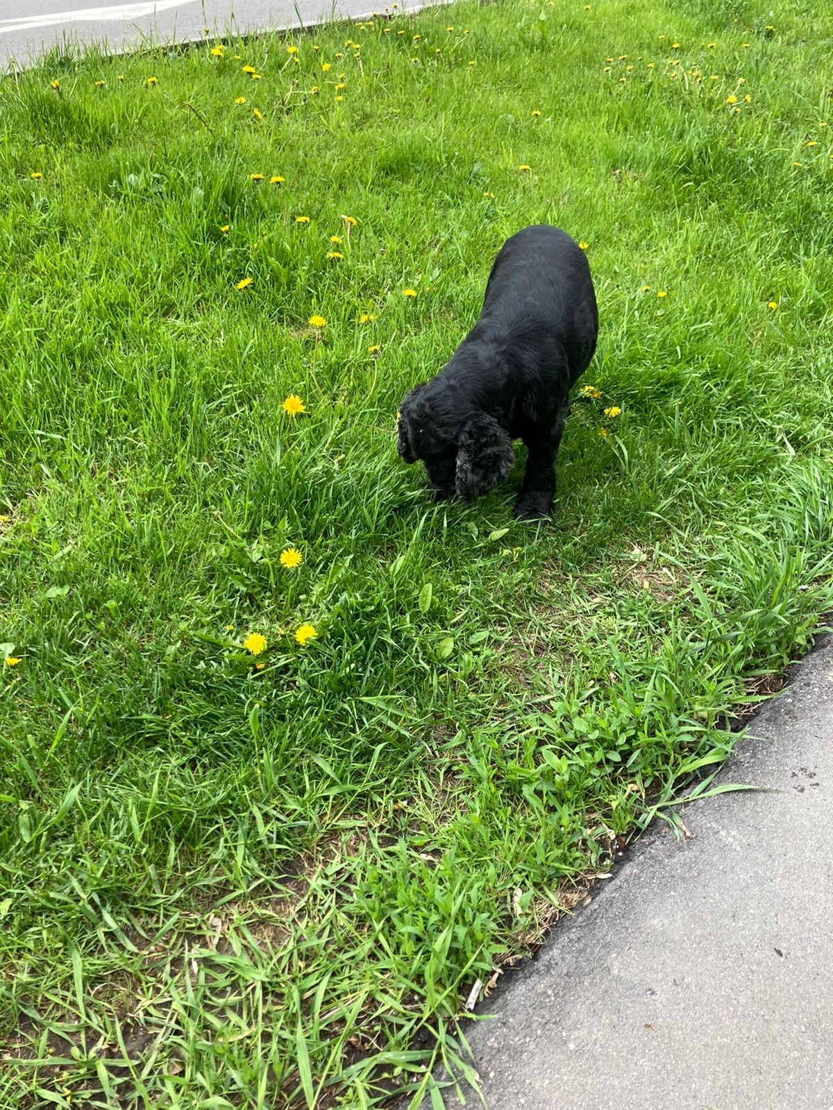 Spaniel spotted - The dog is missing, Found a dog, Dog, Spaniel, Cavalier king charles spaniel, Cocker Spaniel, Russian spaniel, Longpost