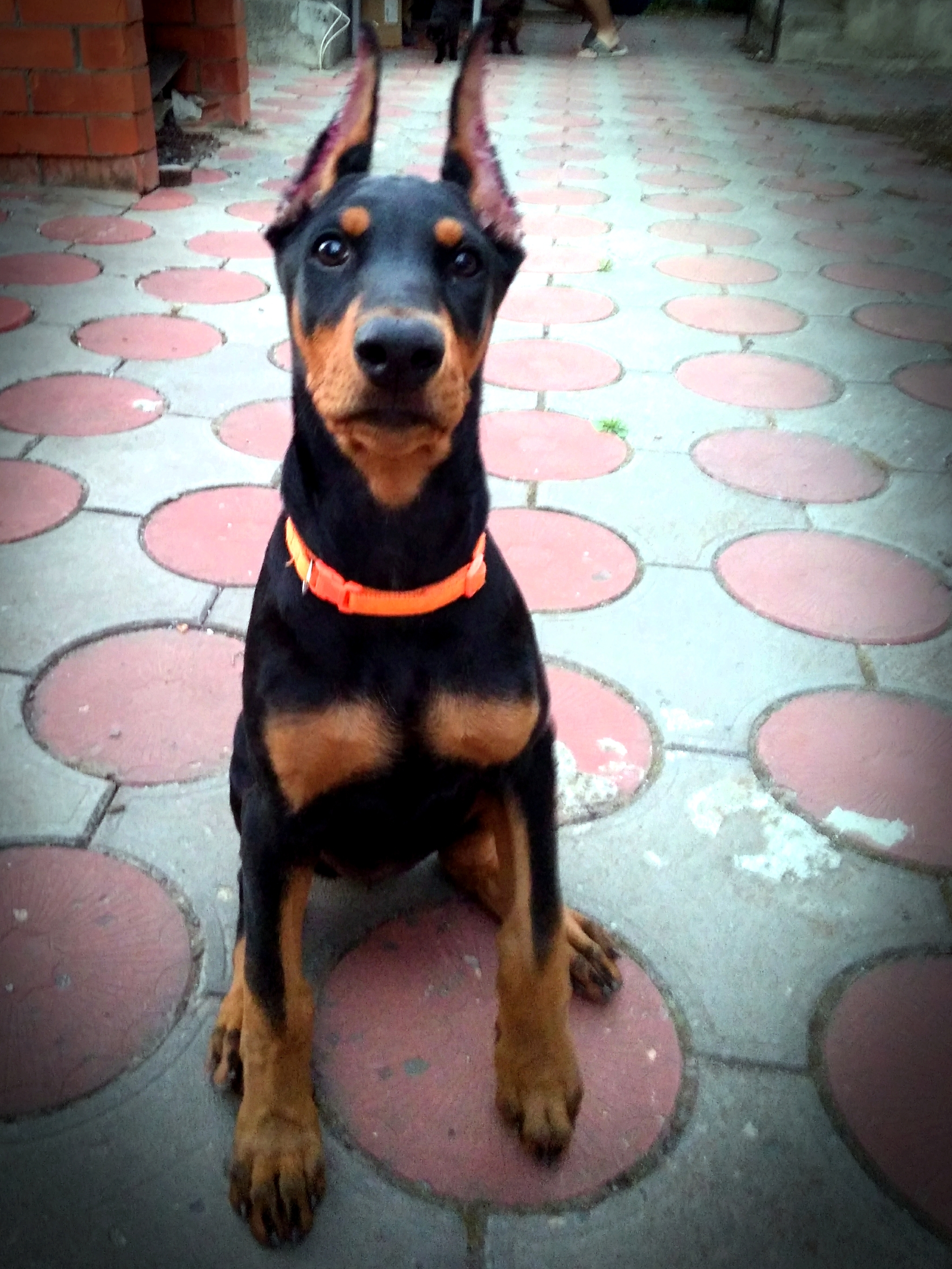 The wave has subsided a long time ago, but I'll show my dog - My, Puppies, Doberman, Longpost, Dog