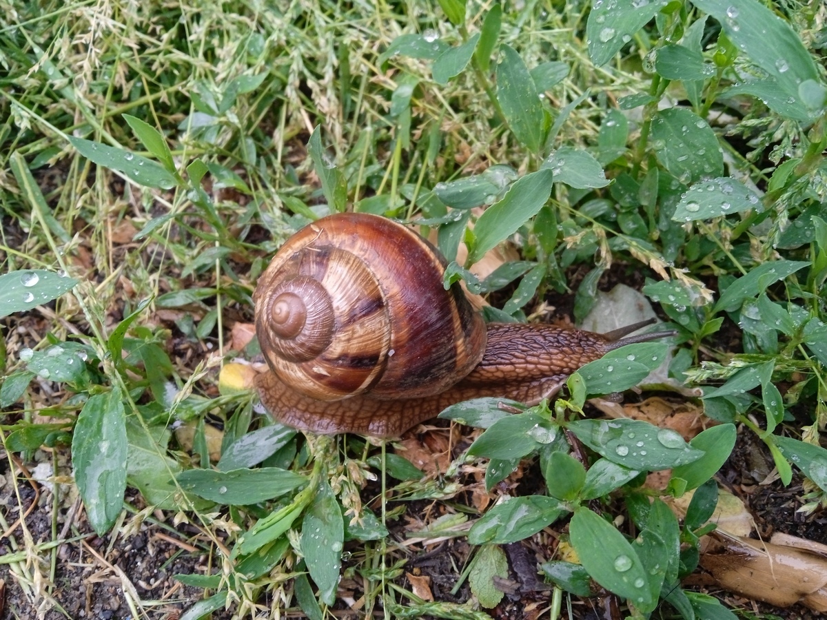 Snails after the rain. Smart infections! - My, Snail, Nature, Longpost