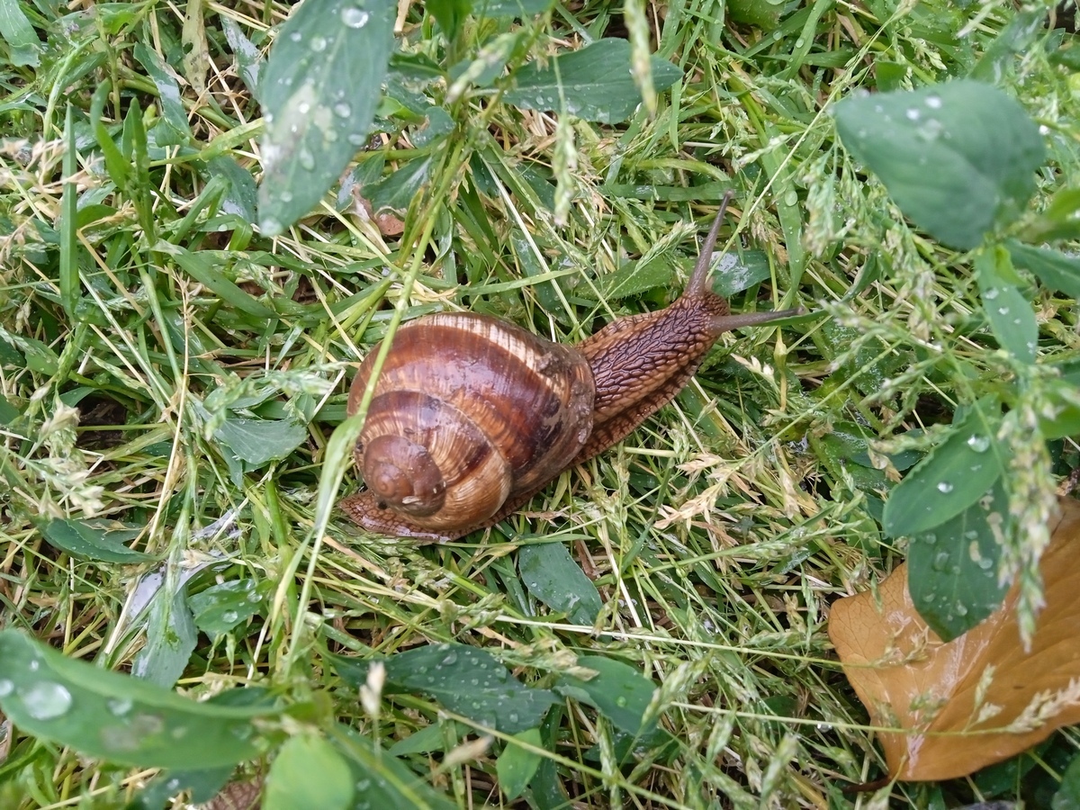 Snails after the rain. Smart infections! - My, Snail, Nature, Longpost