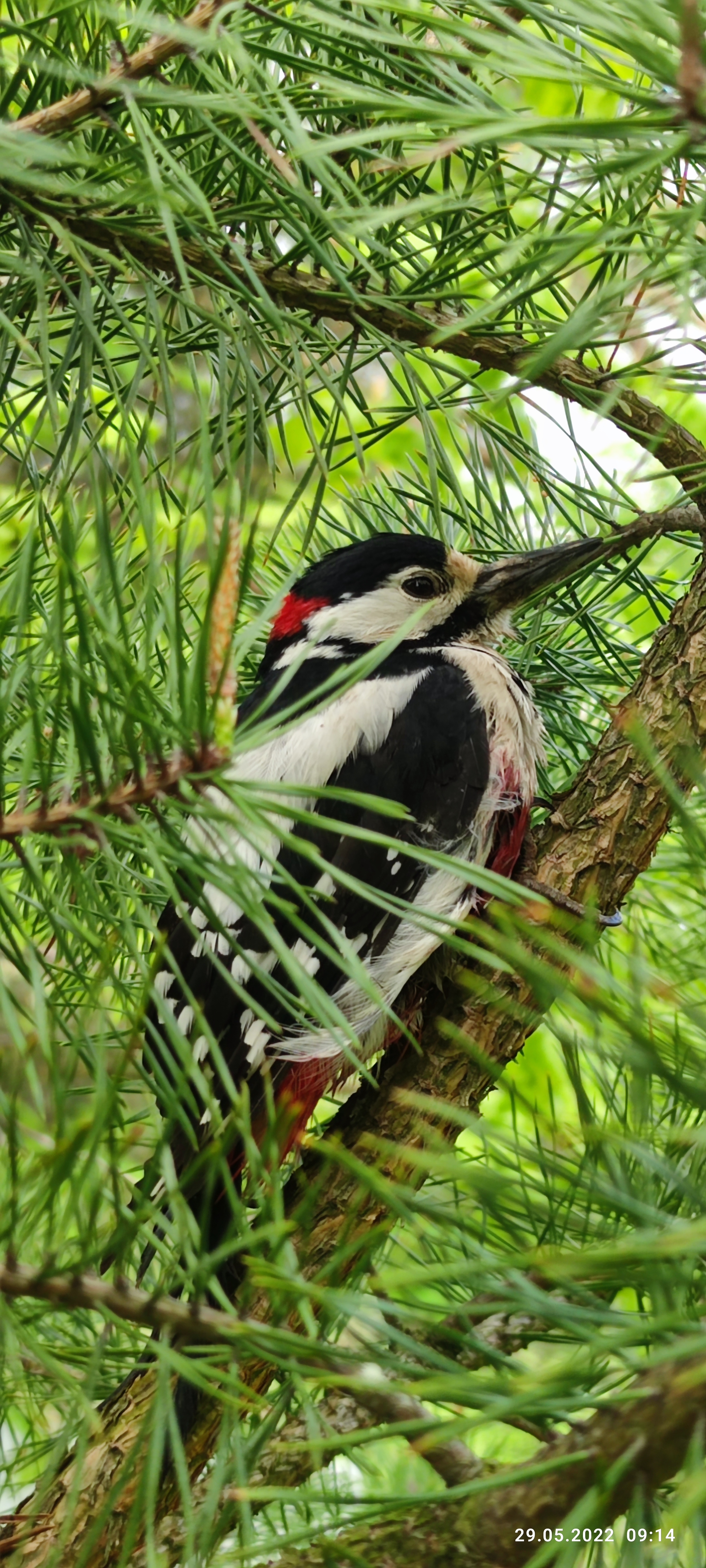 Today I saved a woodpecker - My, Ornithology, Woodpeckers, Great spotted woodpecker, Longpost