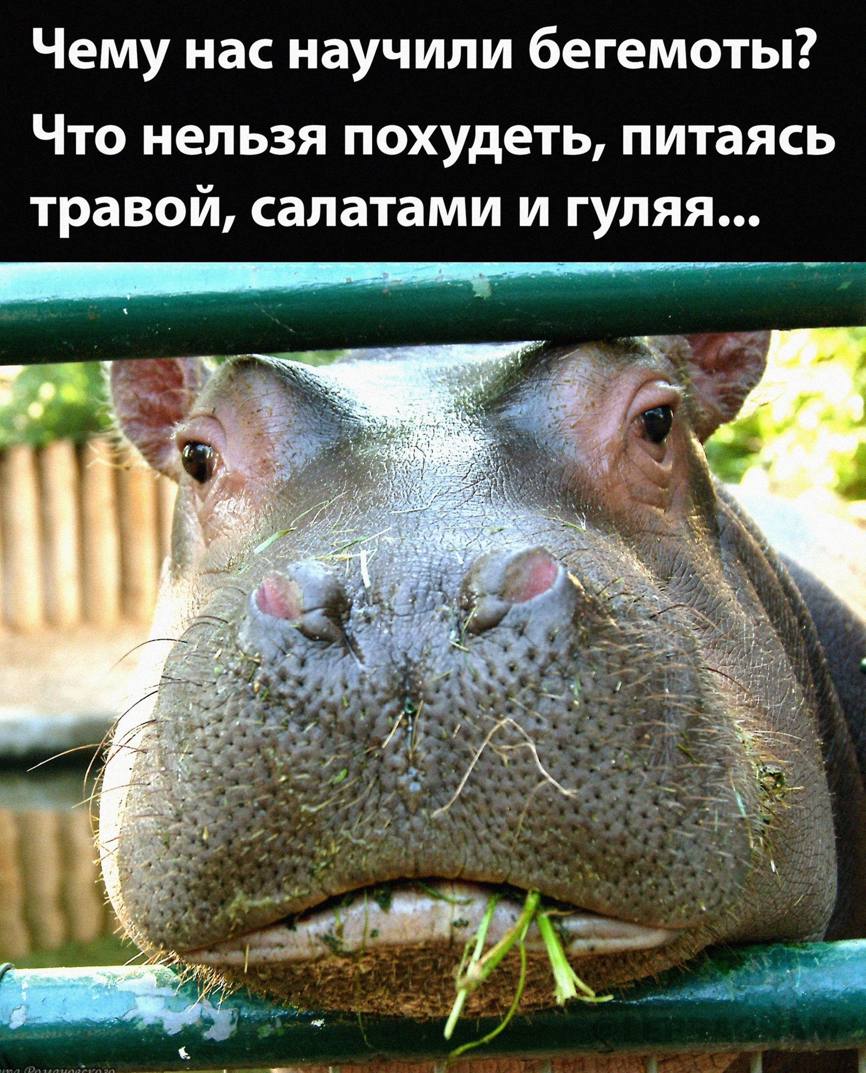 Consolation post - hippopotamus, Slimming, Healthy lifestyle, Raw food, Greenery