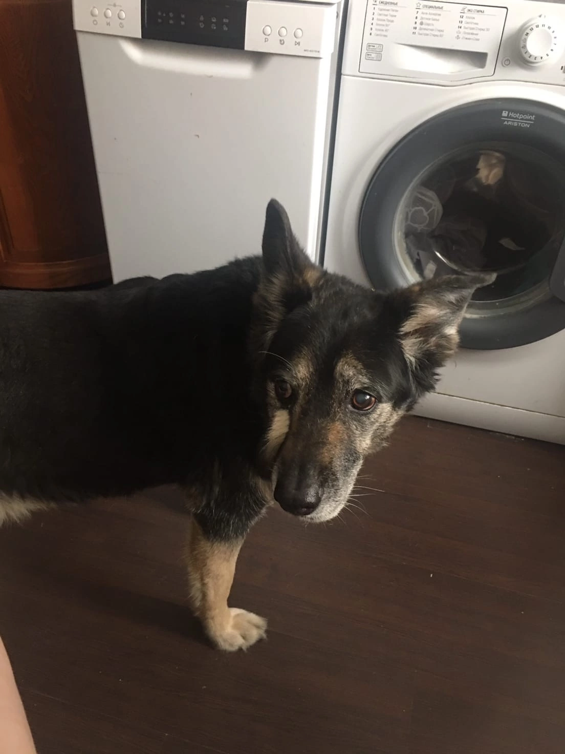 Lost friend of a lifetime [Found] - My, No rating, New vatutinki, Lost, The strength of the Peekaboo, A loss, , Troitsk, New Moscow, Longpost, The dog is missing, Dog