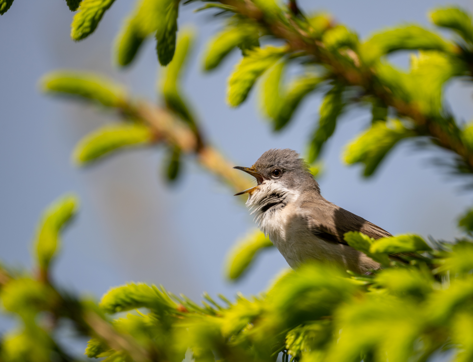 gray warbler - My, Birds, The photo, Longpost